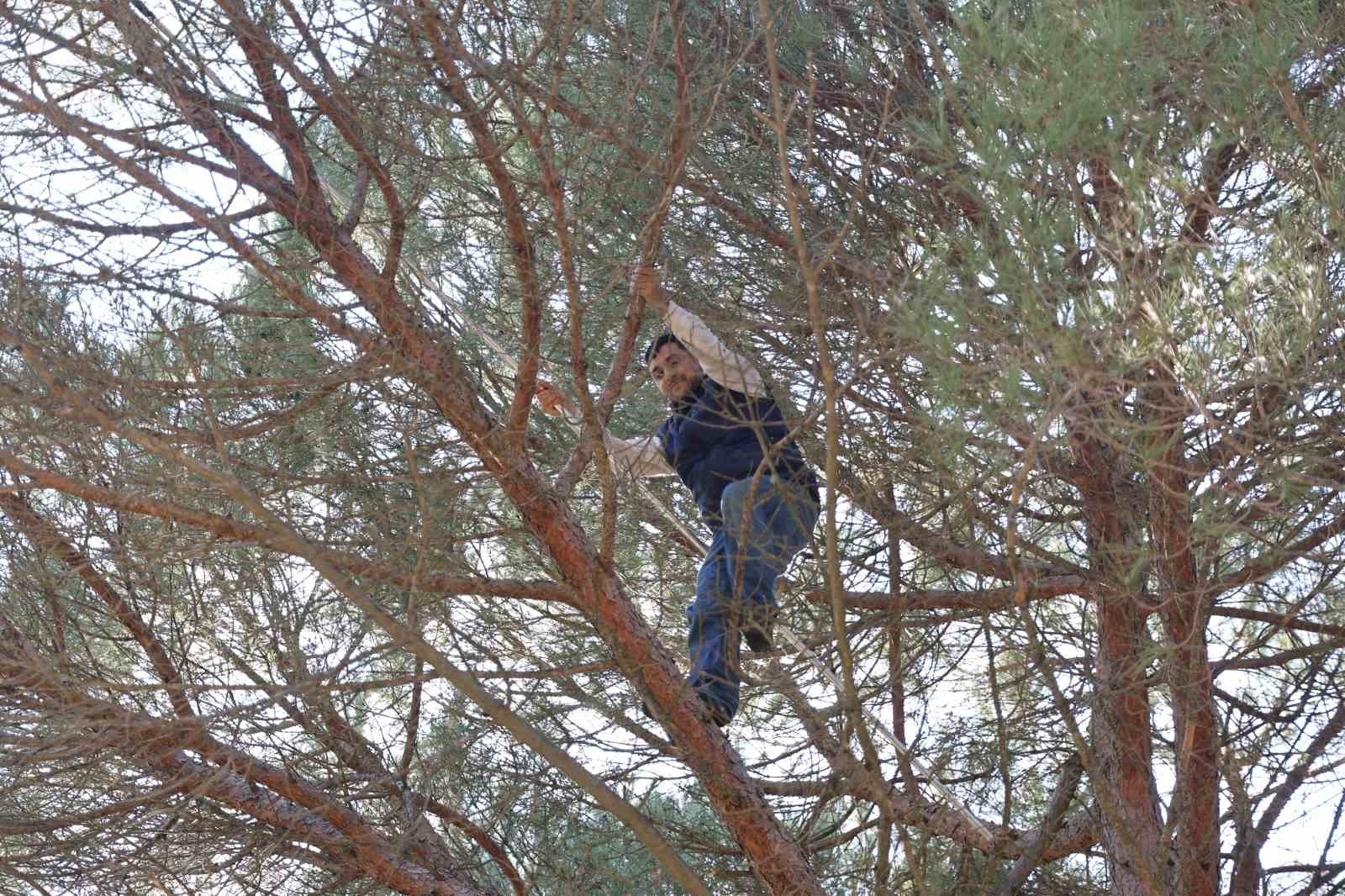 Ekmek Parasi Icin Komando Gibi Agaclara Tirmaniyorlar Db22B1E6Cda27C97Bac020Dc7E9D97Dc-1