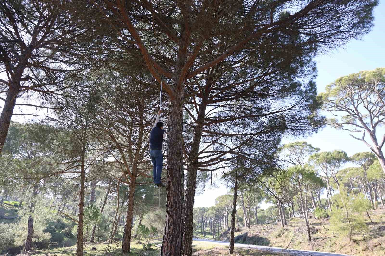 Ekmek Parasi Icin Komando Gibi Agaclara Tirmaniyorlar E539062A8B95C60Db78Bbe3100Fbc824-1