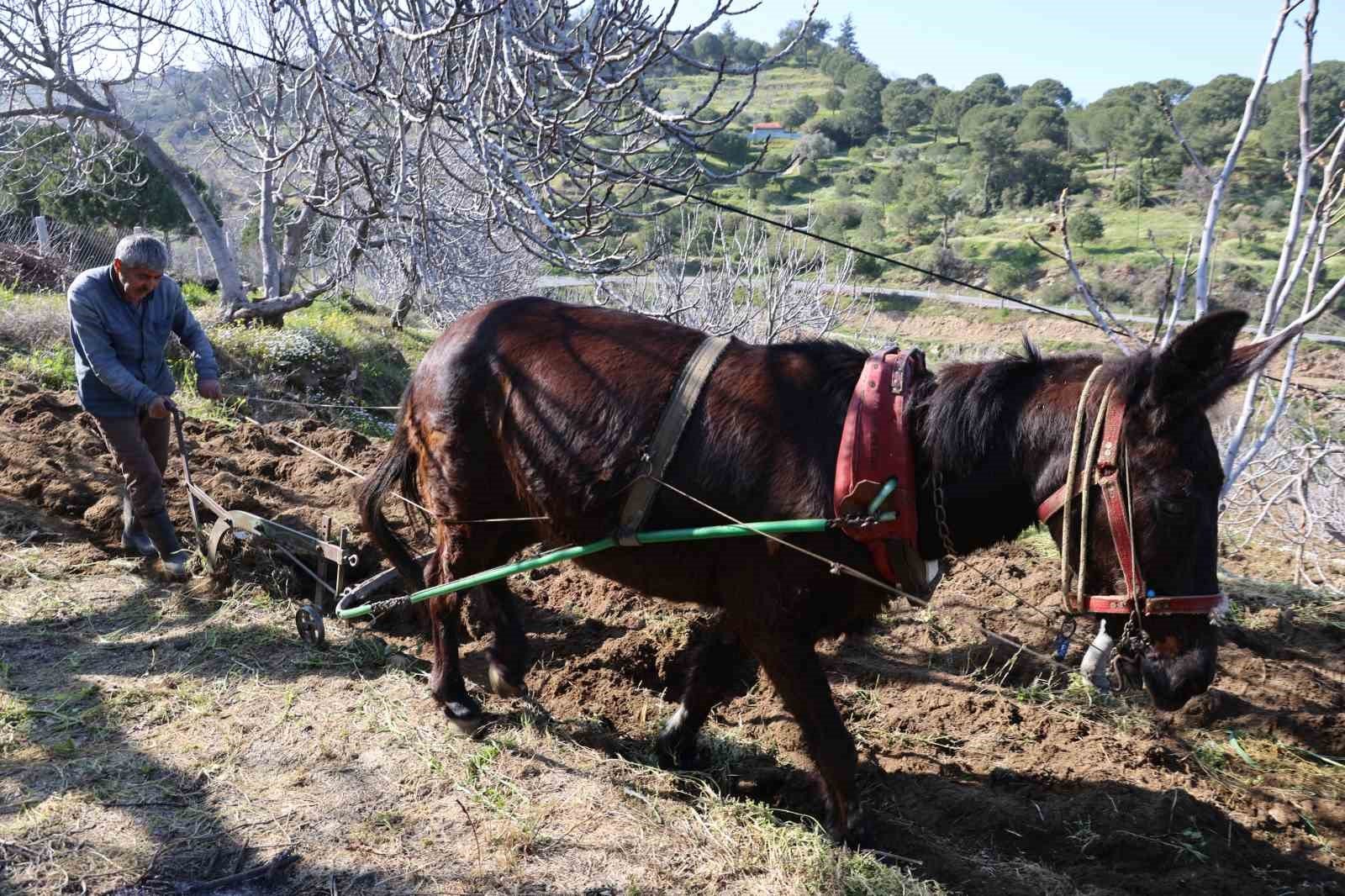 Gencler Koyu Terk Edince Is Yaslilara Kaldi 1776939905675 357145