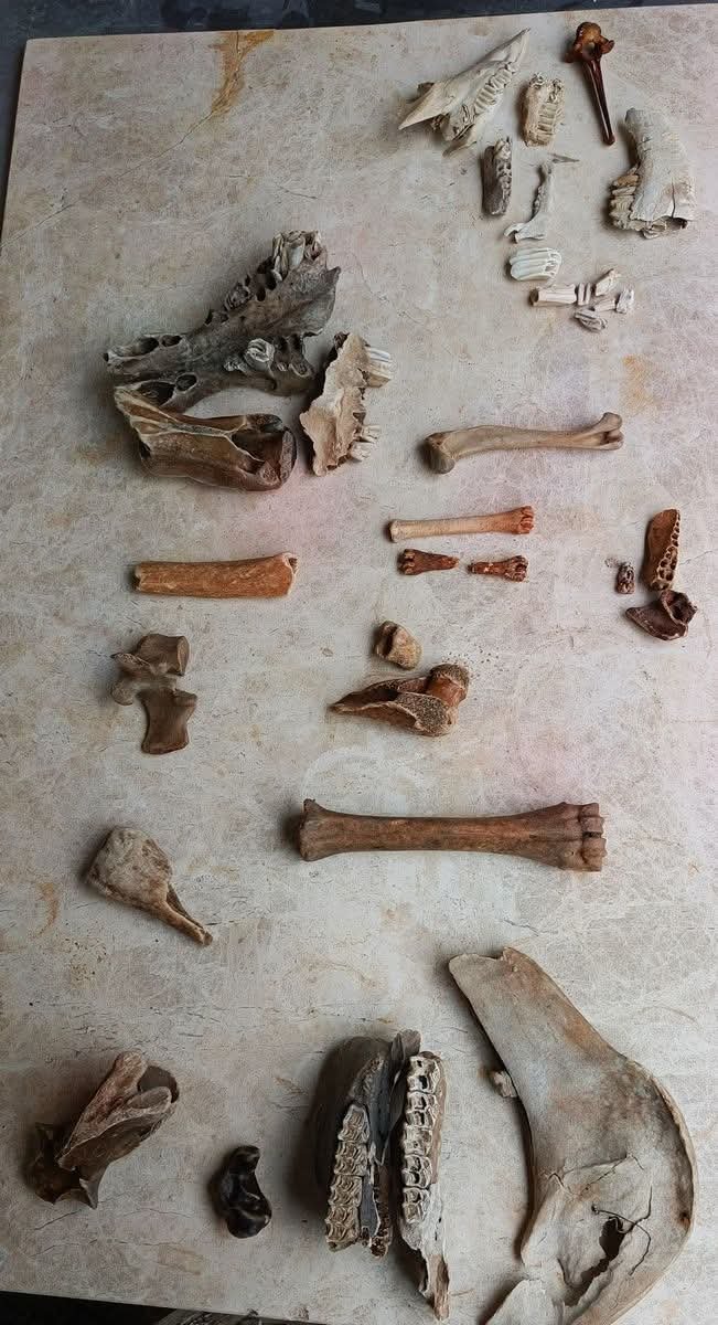 Halk Plajinda Bulunan Deve Kafatasi Incelemeye Alindi 654873 B4Ec02