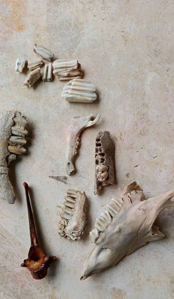 Halk Plajinda Bulunan Deve Kafatasi Incelemeye Alindi 654873 E37Aa8