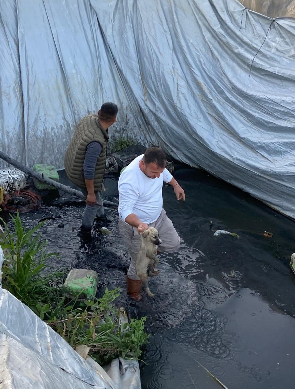 Havuzda Can Pazari Minik Patiler Hayata Tutundu 657978 Da69B9