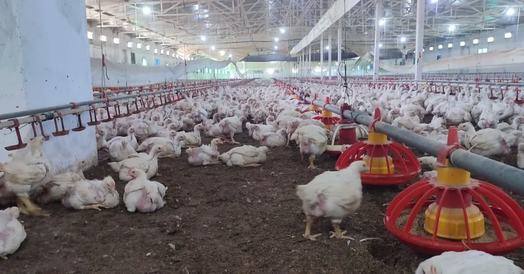 Il Mudurunden Didimdeki Kanatli Uretimine Yerinde Inceleme 657992 590C19