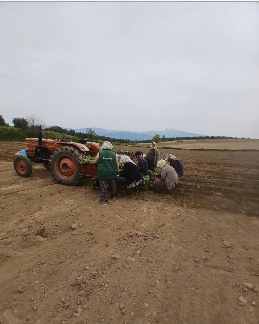 Karacasu Da Ciftcilerin Tutun Mesaisi Basladi 1776500703972 836140