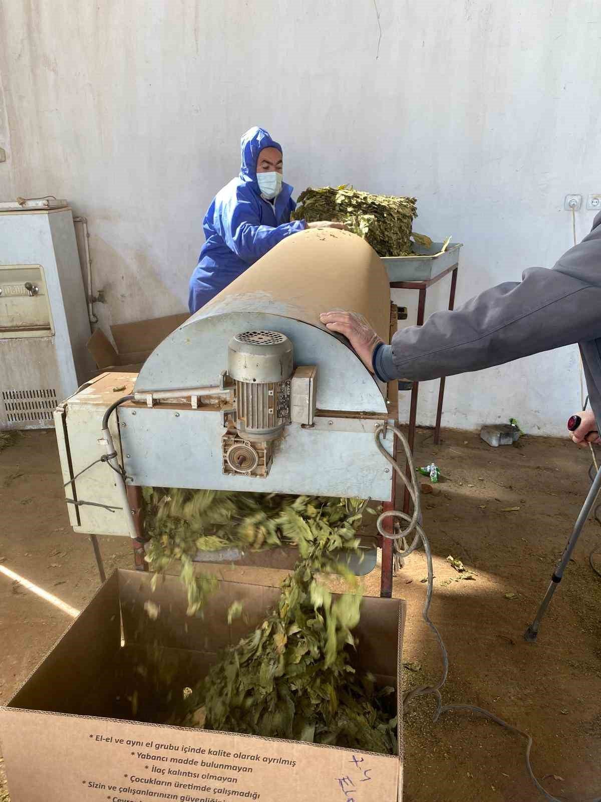 Karacasu Da Ciftcilerin Tutun Mesaisi Basladi 1776500705600 279048