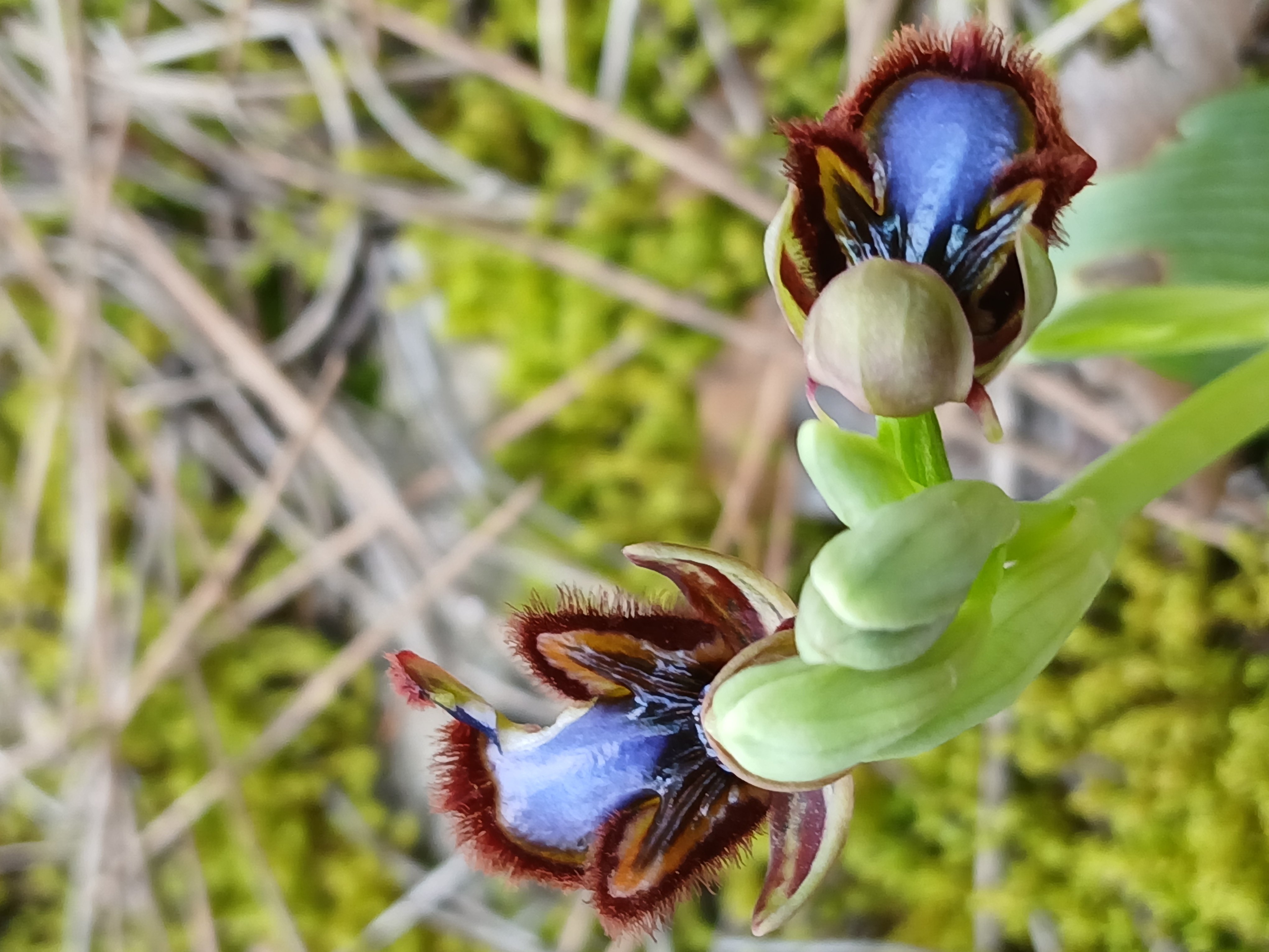 Karacasu Ormanlarinda Gorsel Solen Nadir Orkideler Cicek Act 657320 033A60