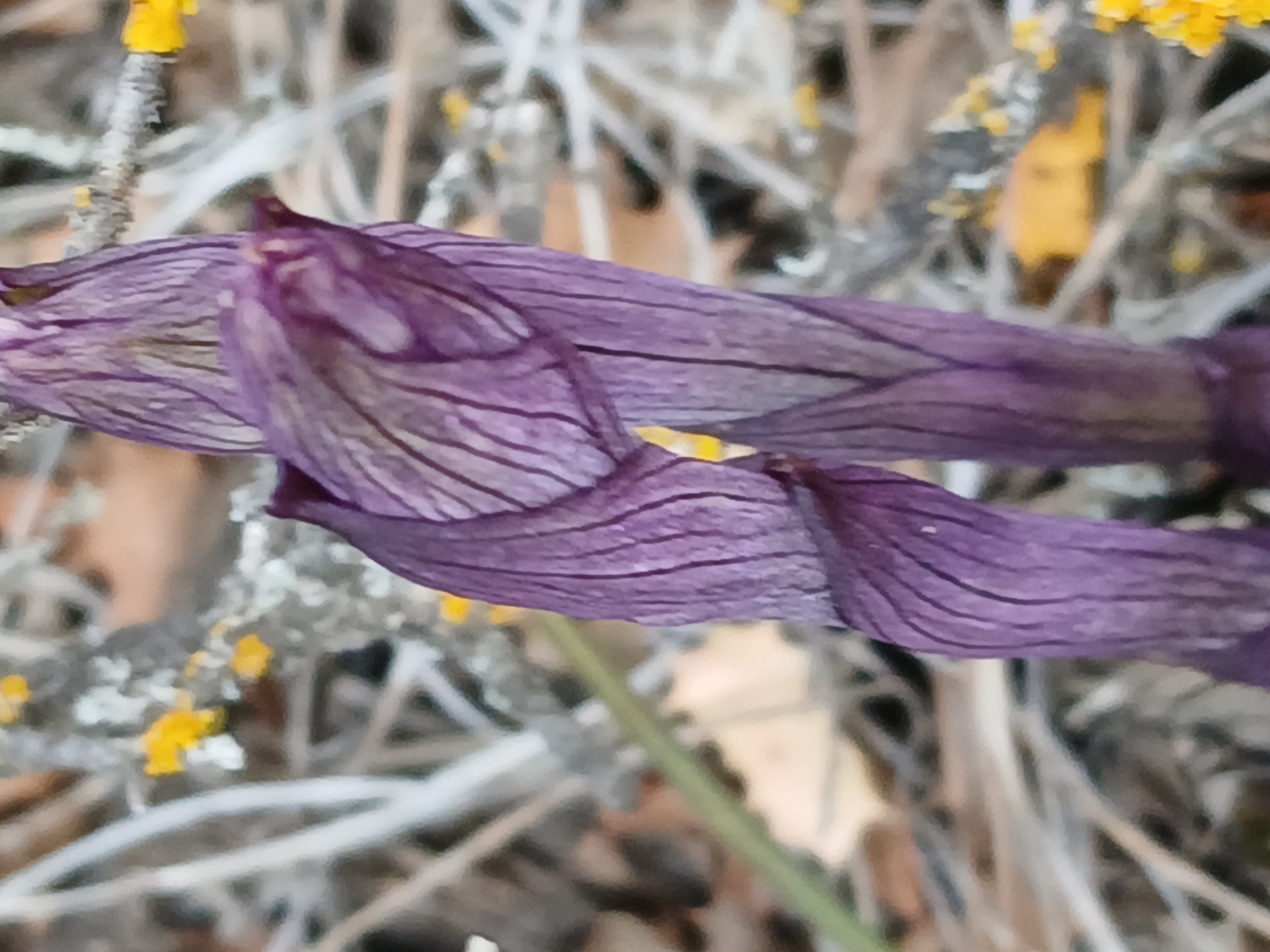 Karacasu Ormanlarinda Gorsel Solen Nadir Orkideler Cicek Act 657320 4302B6