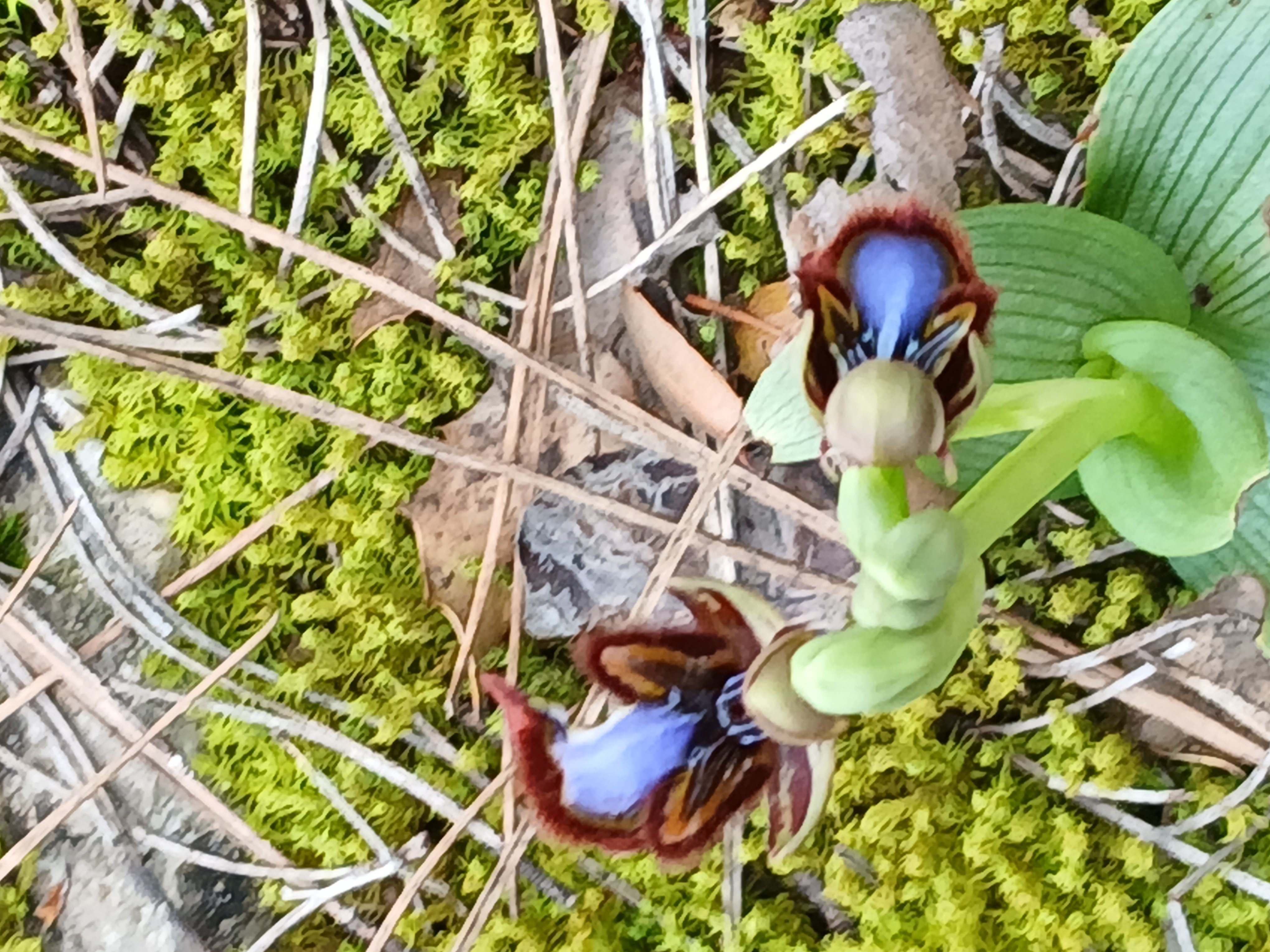 Karacasu Ormanlarinda Gorsel Solen Nadir Orkideler Cicek Act 657320 Ee8632