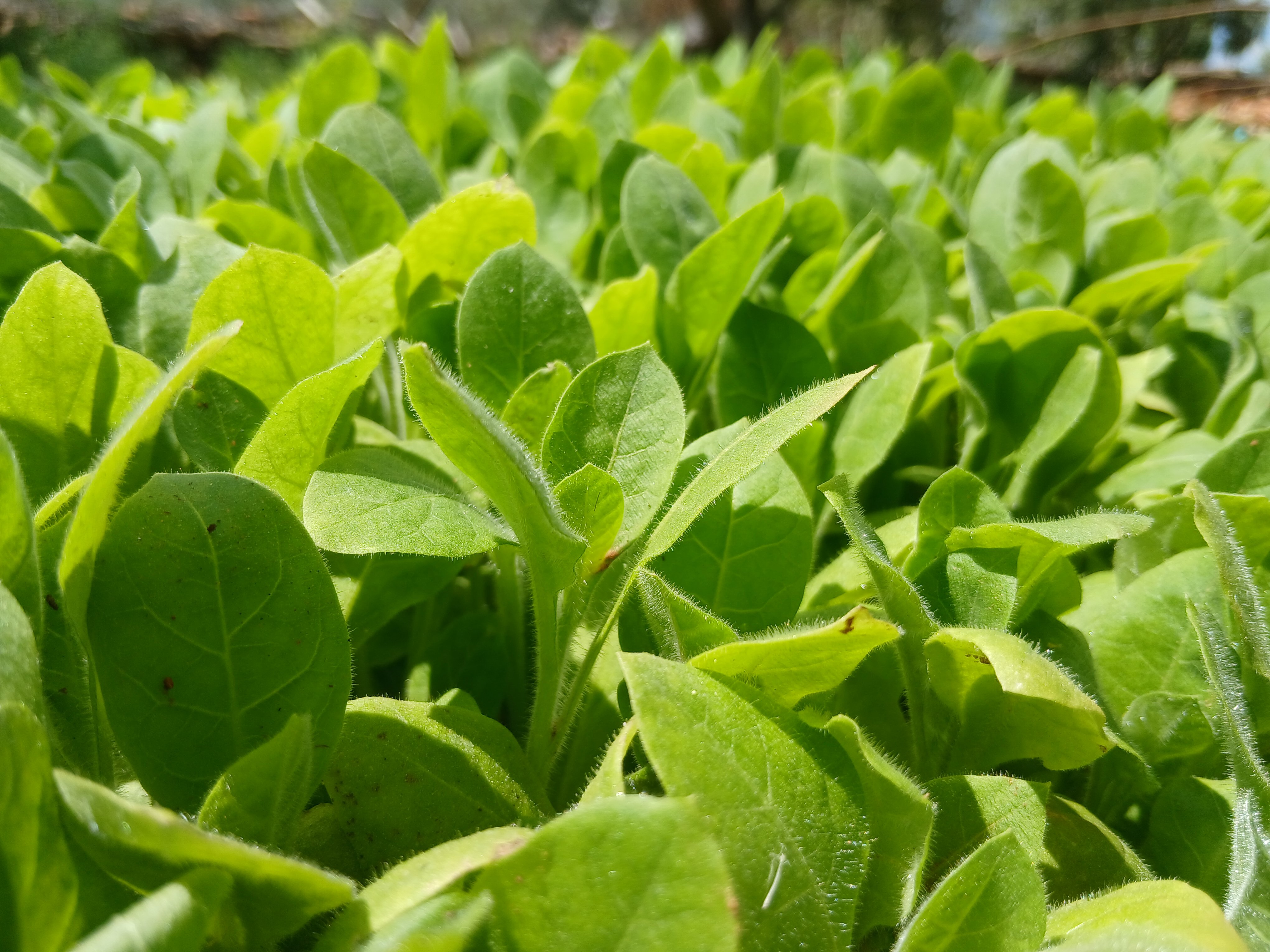 Karacasuda 25 Yillik Tutun Ureticisi Maliyetleri Konusmaya G 657424 40312D