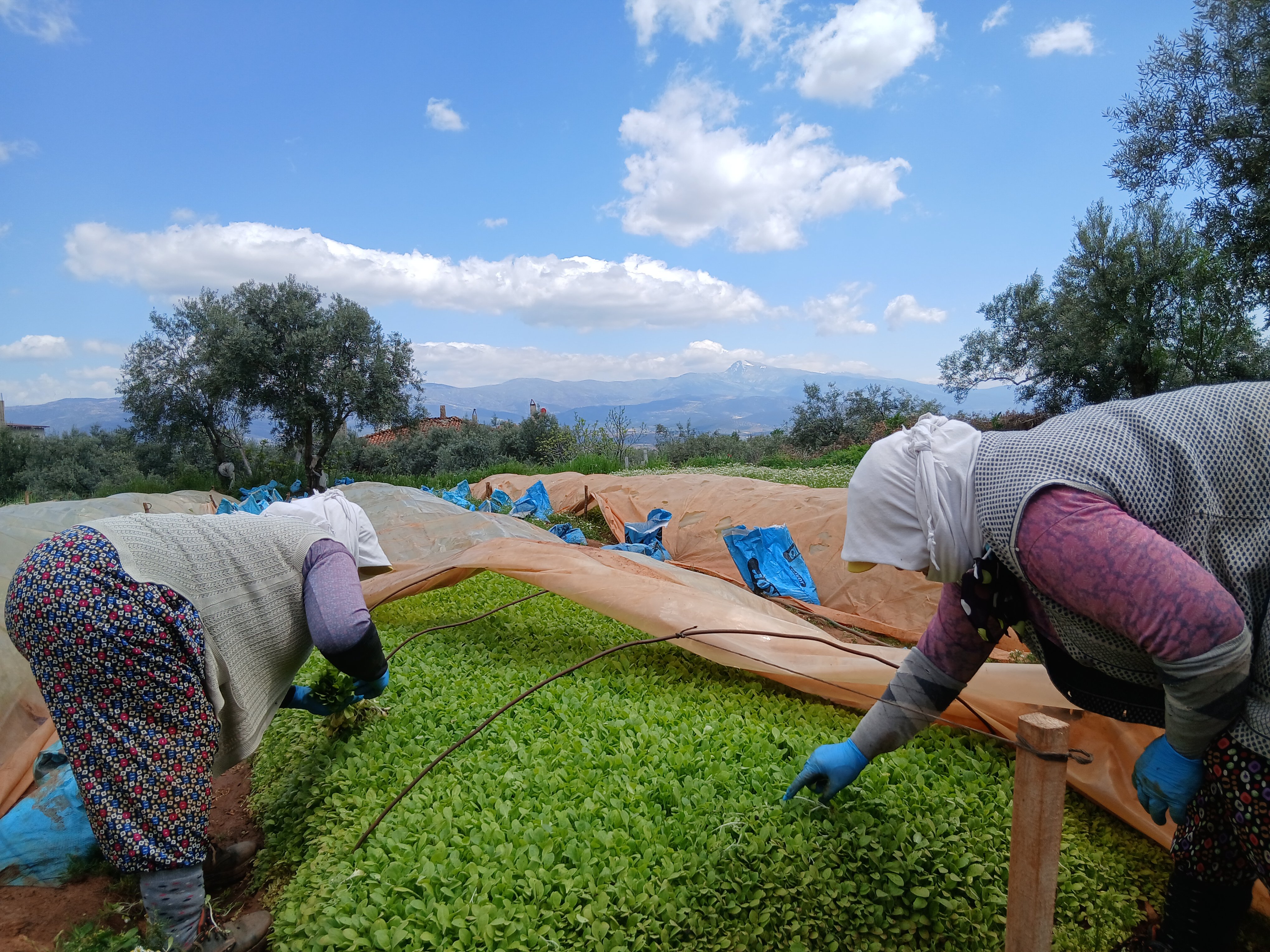 Karacasuda 25 Yillik Tutun Ureticisi Maliyetleri Konusmaya G 657424 E80F62