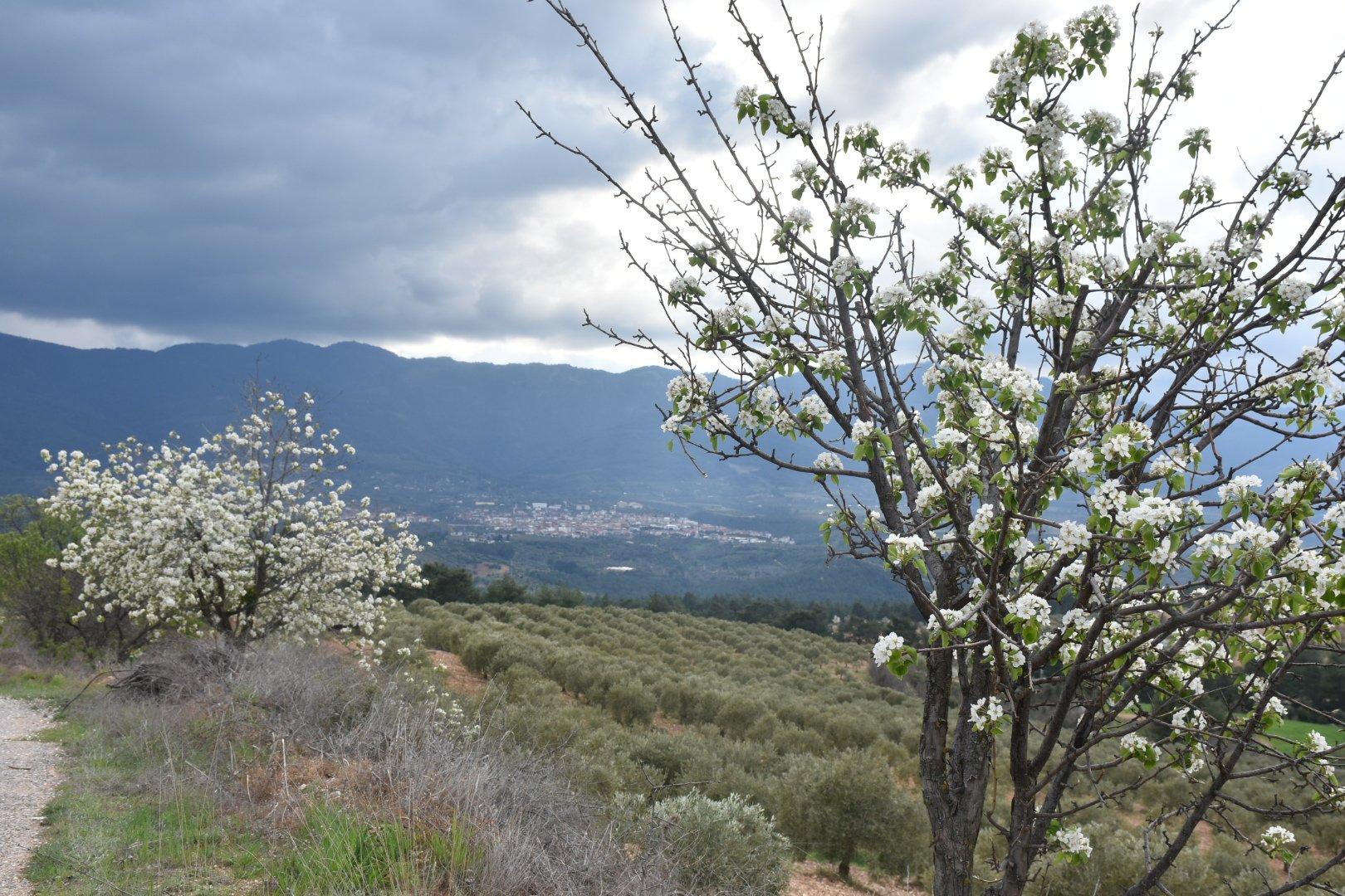 Karacasuda Bahar Mesaisi Cicek Acan Agaclar Kartpostallik Goruntuler Olusturdu 652847 4D300C1B58Bedb470A71F4Faff317Fef