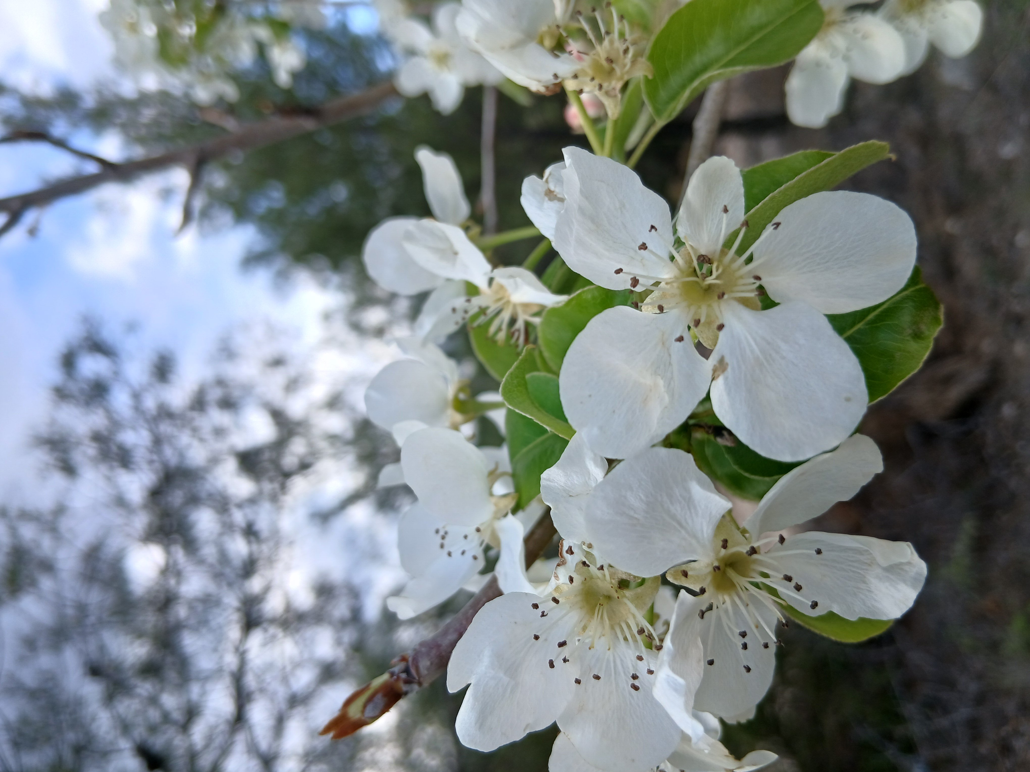 Karacasuda Bahar Mesaisi Cicek Acan Agaclar Kartpostallik Goruntuler Olusturdu 652847 6E6A8C99C9D16182A99212A42695D4Fa