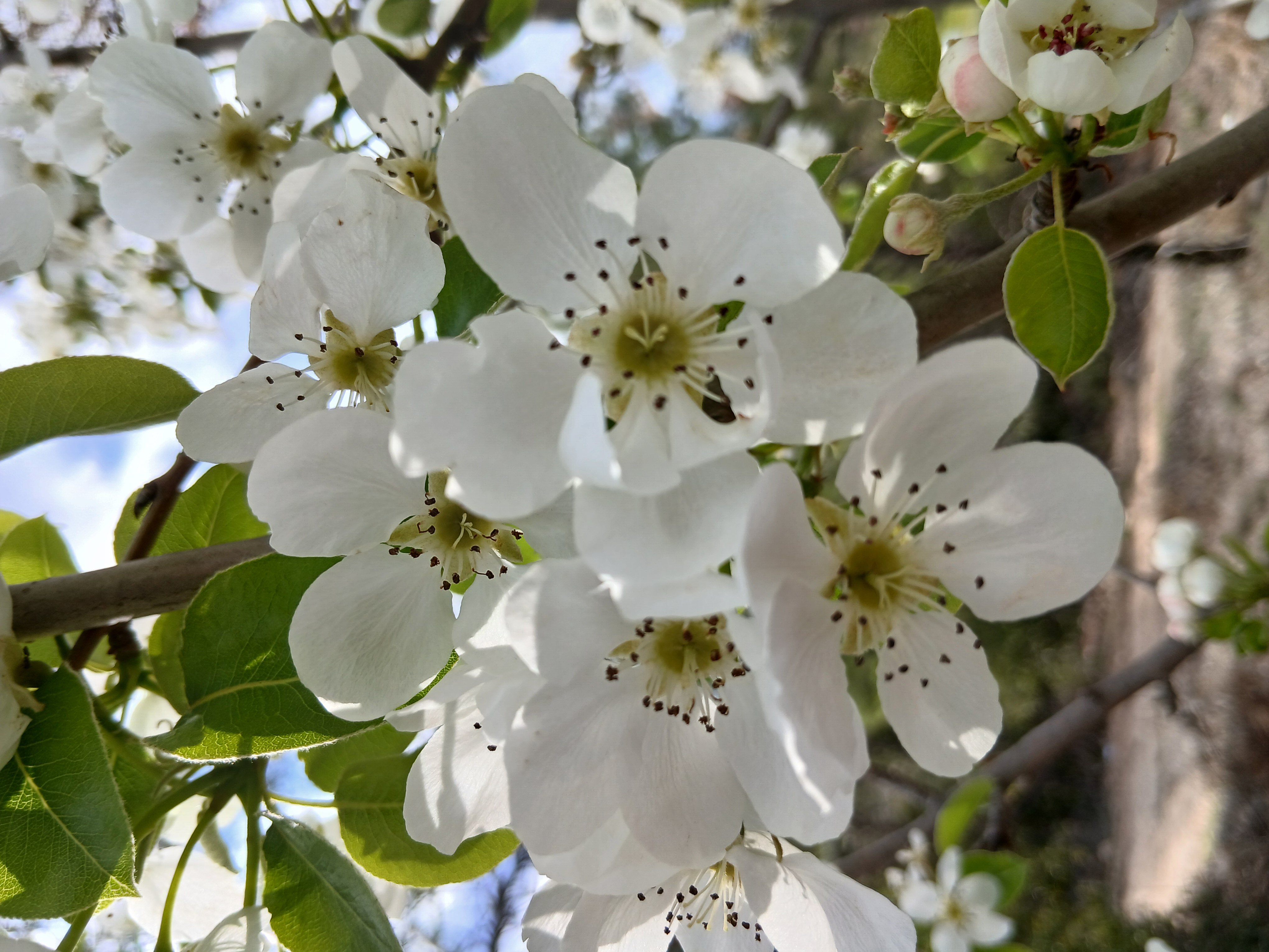 Karacasuda Bahar Mesaisi Cicek Acan Agaclar Kartpostallik Goruntuler Olusturdu 652847 8A13431Cdc6705D23Cd4F78D940E4F4C