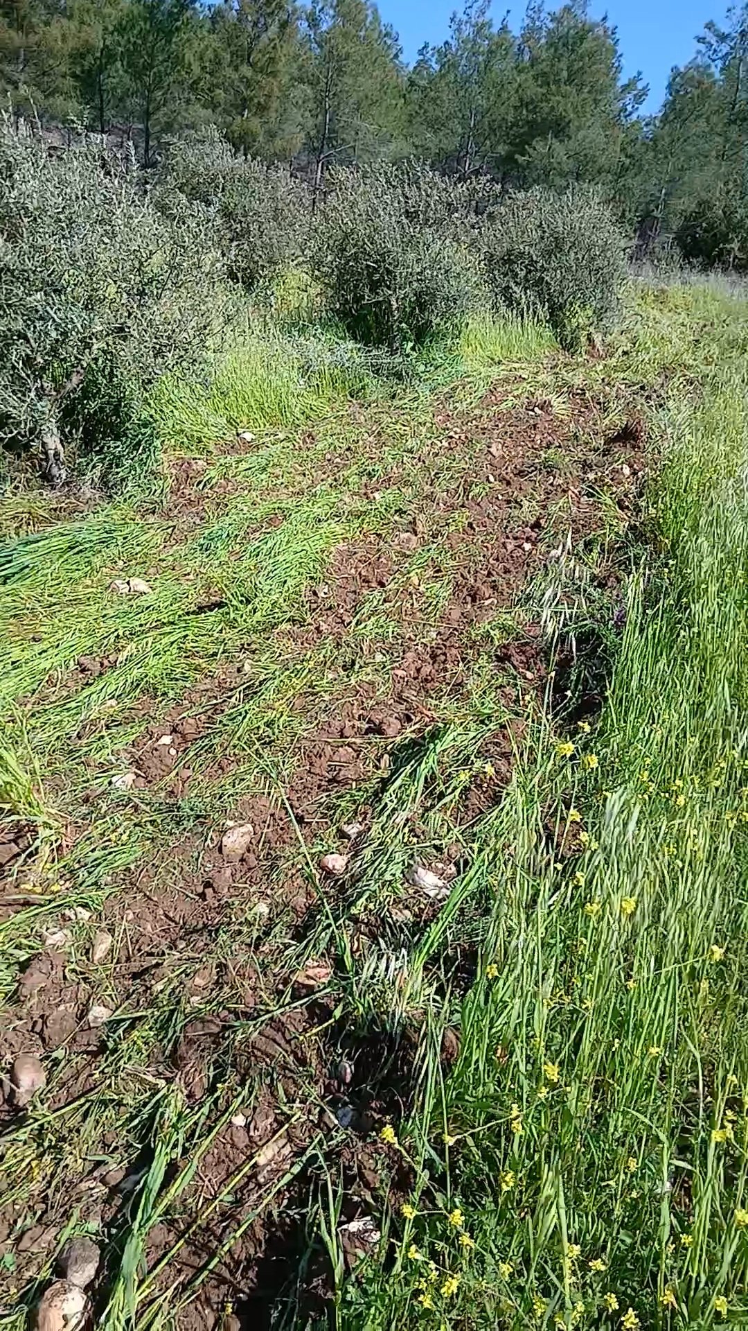 Karacasuda Bahar Mesaisi Ciftciler Yabani Otla Mucadele Ediy 656195 3966Ed