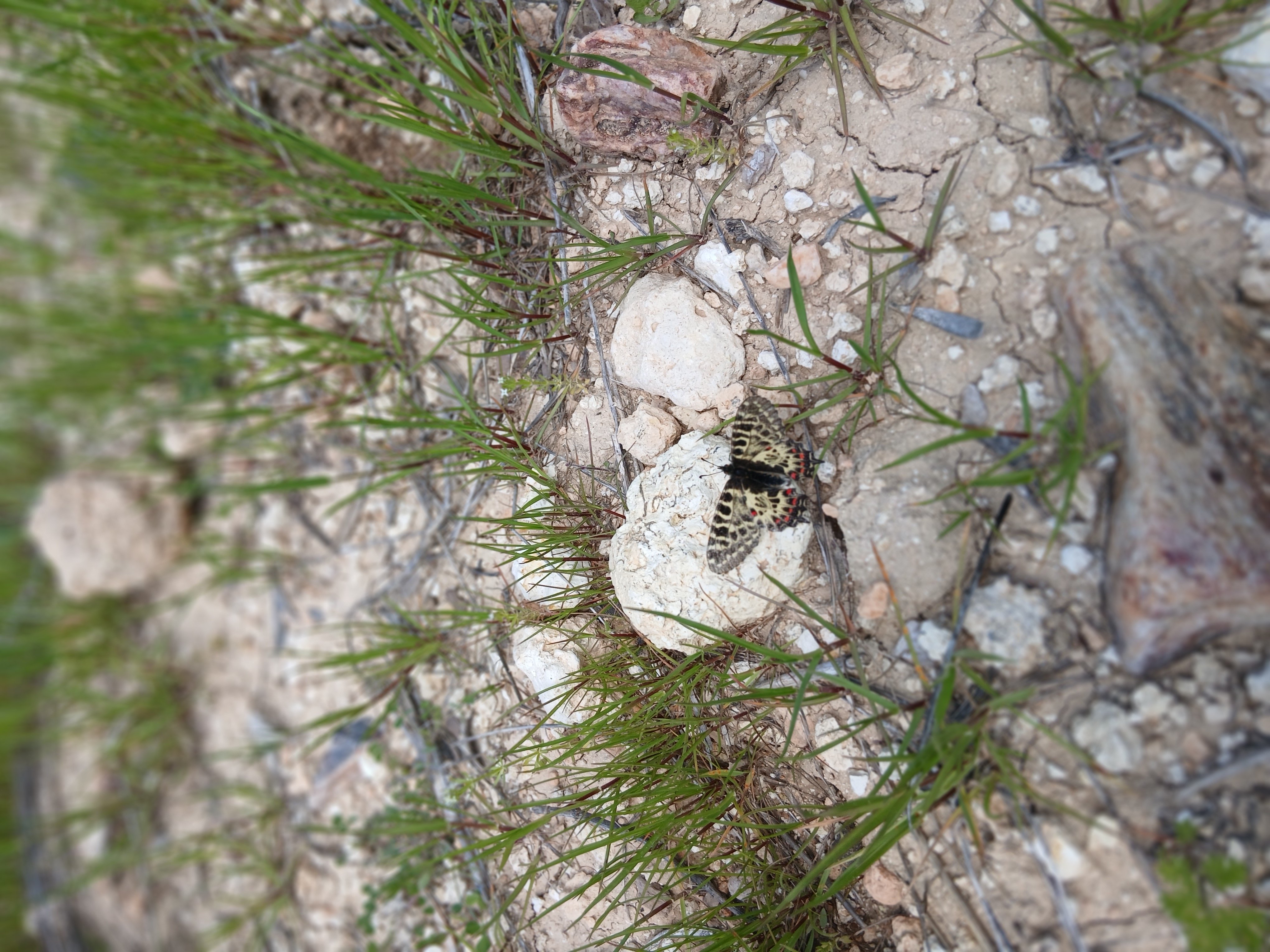 Karacasuda Baharin Habercisi Orman Fistosu Kameralara Yansid 654553 2B11Fe