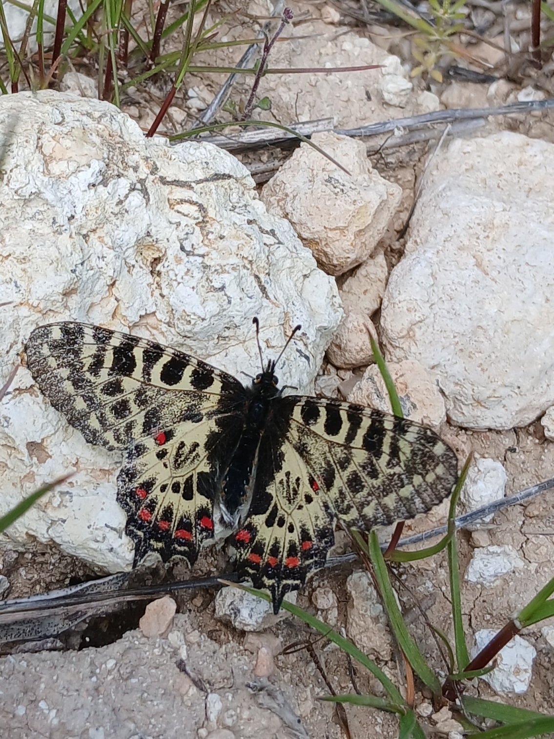 Karacasuda Baharin Habercisi Orman Fistosu Kameralara Yansid 654553 4902Ba
