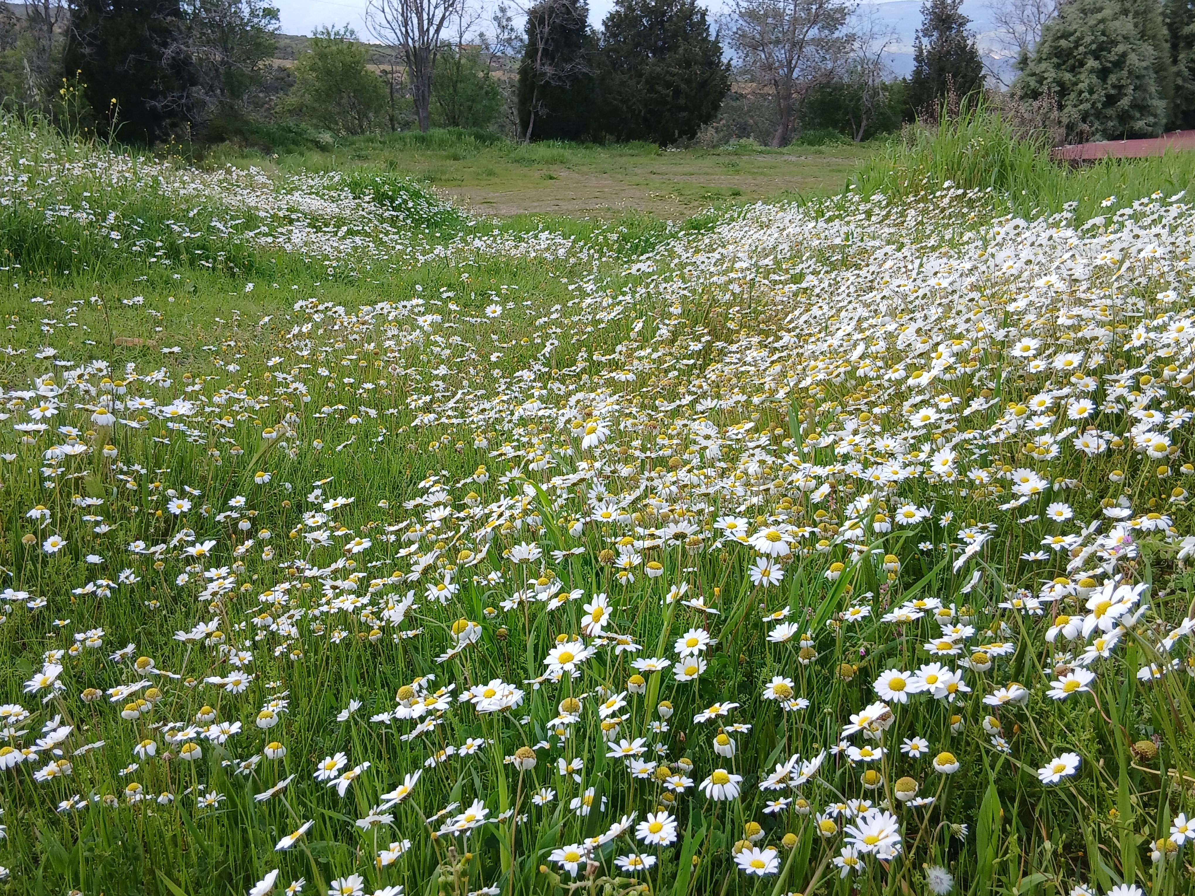 Karacasuda Baharin Habercisi Orman Fistosu Kameralara Yansid 654553 Ebf9F6