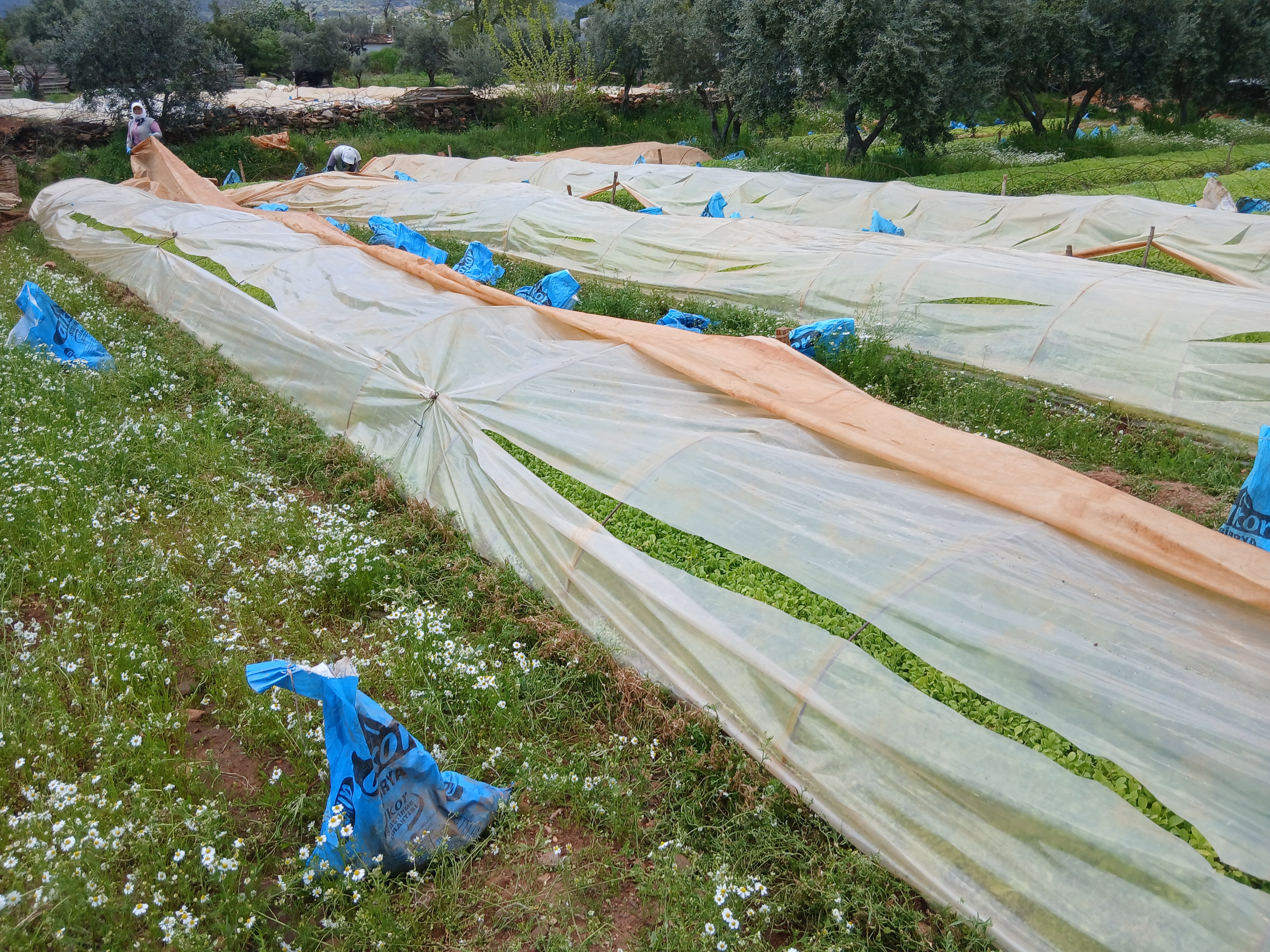 Karacasuda Ureticinin Emegine Bicakli Darbe Tutun Ocaklarini 656094 1D5F24