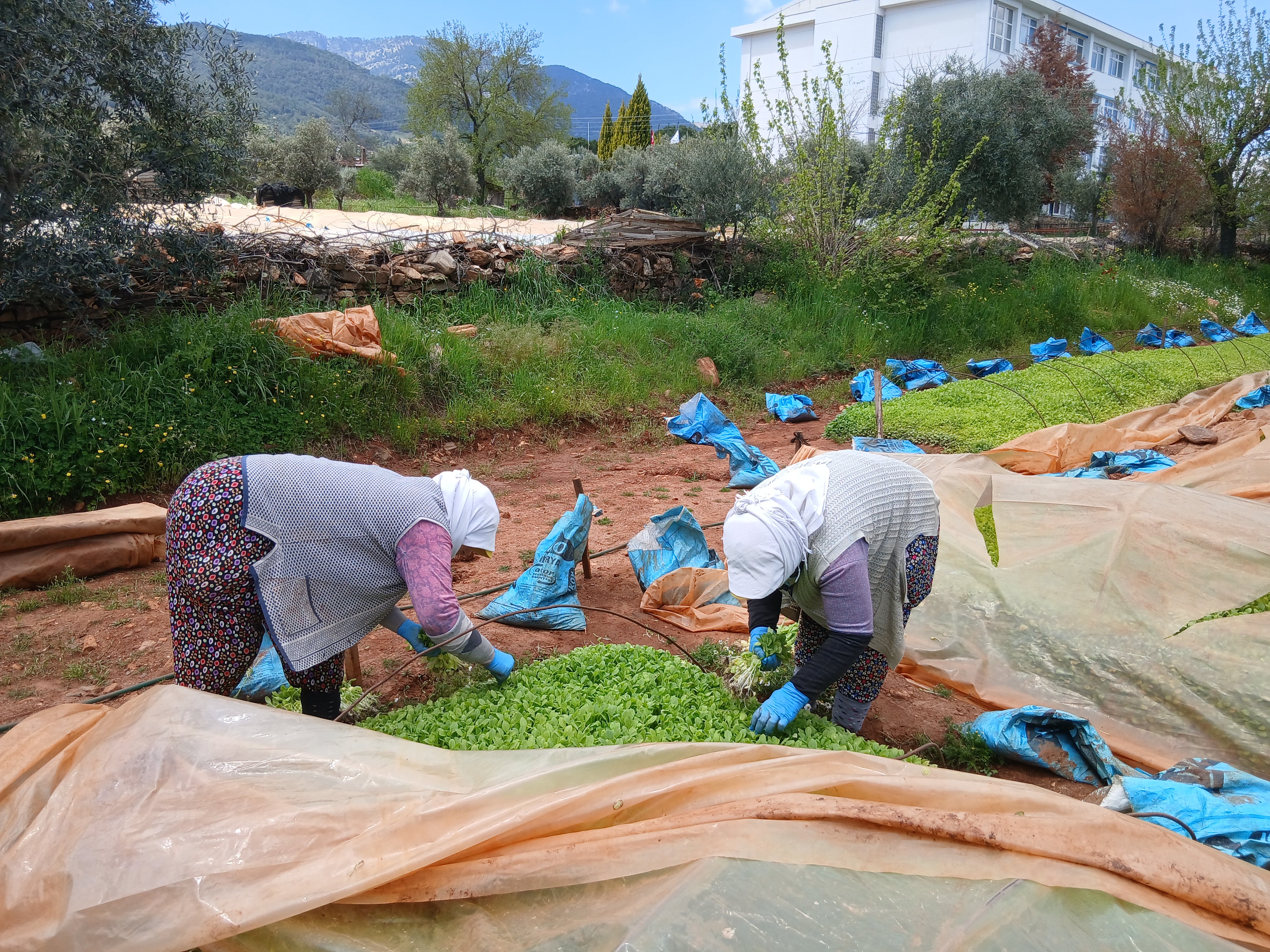 Karacasuda Ureticinin Emegine Bicakli Darbe Tutun Ocaklarini 656094 6D031E