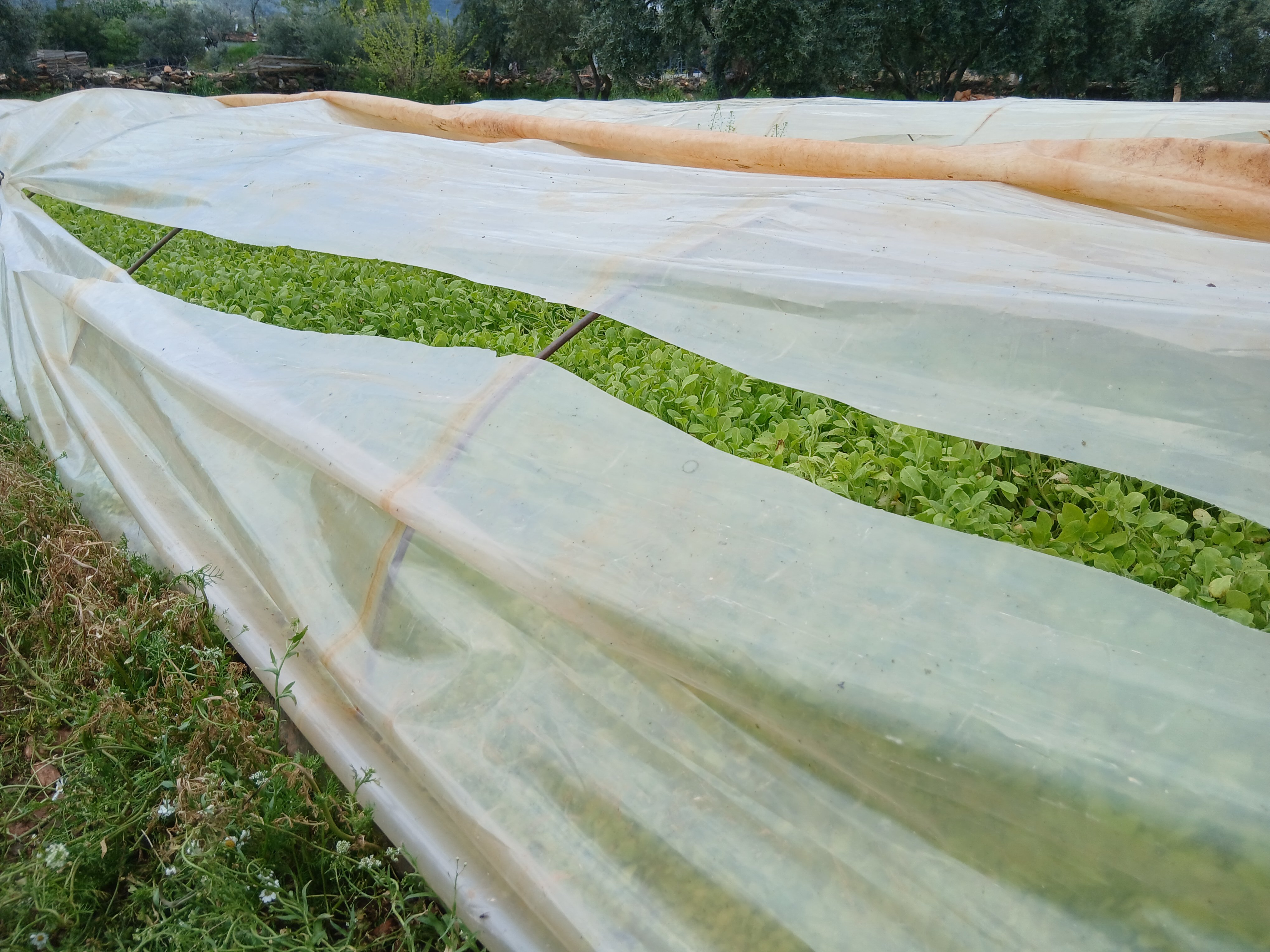 Karacasuda Ureticinin Emegine Bicakli Darbe Tutun Ocaklarini 656094 E4Ef7B