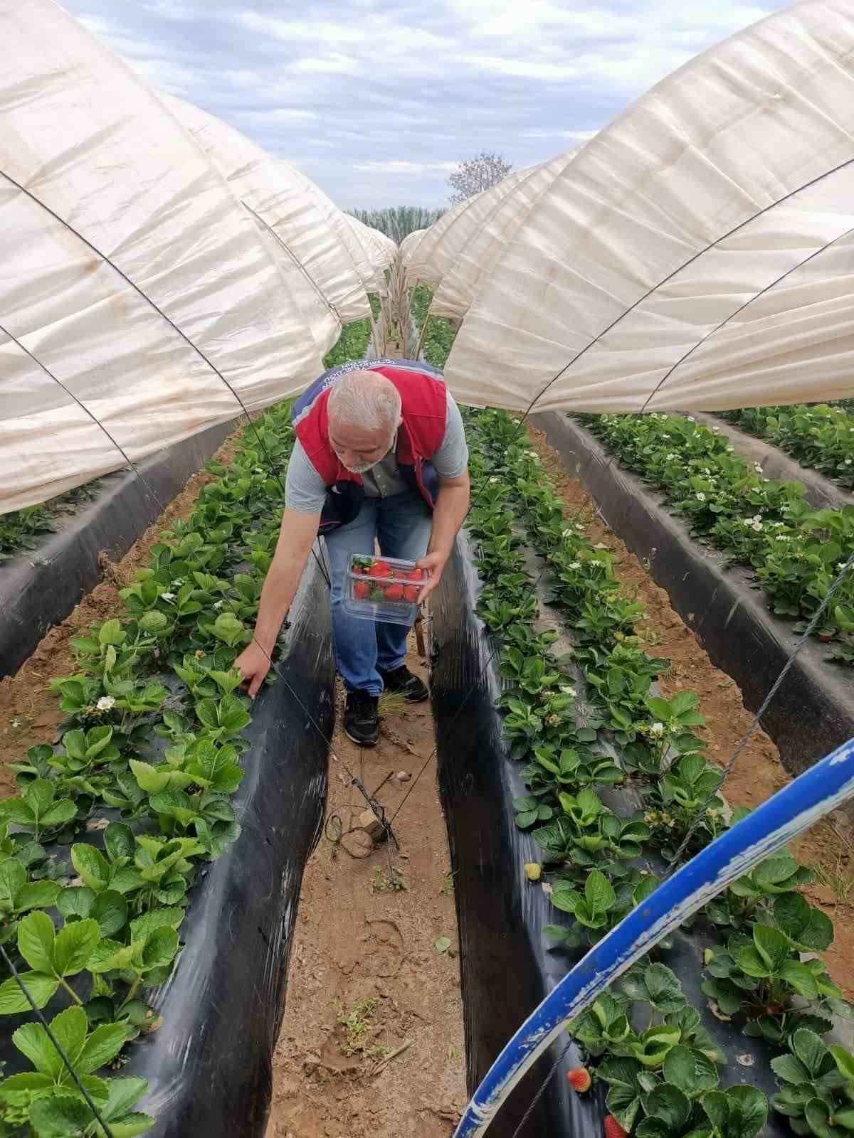 Koskte Cilekte Pestisit Denetimi Suruyor Dde5E6D068960A6109554B0515F07F0D