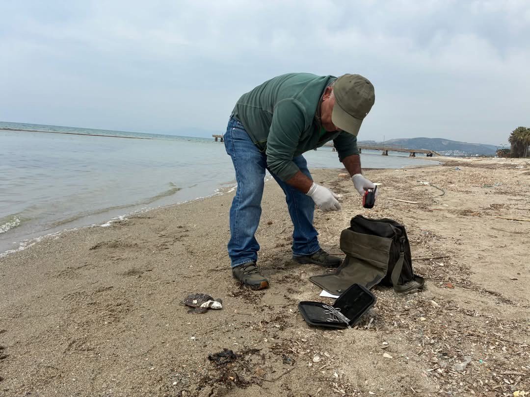 Kusadasi Nda Iki Deniz Kaplumbagasi Olu Bulundu 1776495304591 599473