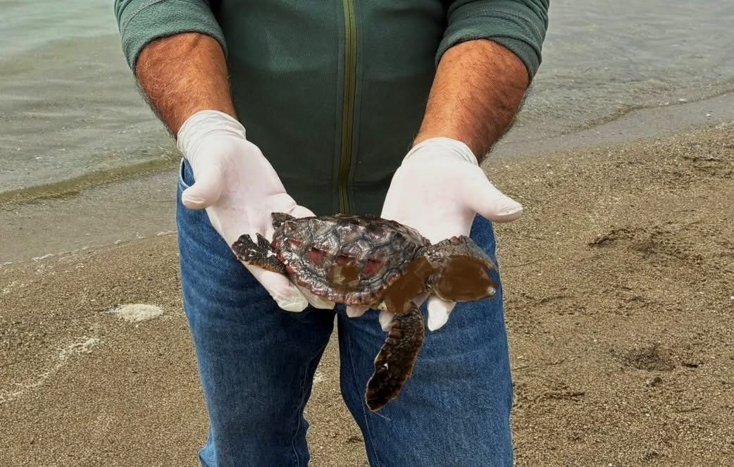 Kusadasi Nda Iki Deniz Kaplumbagasi Olu Bulundu 1776495306597 726023