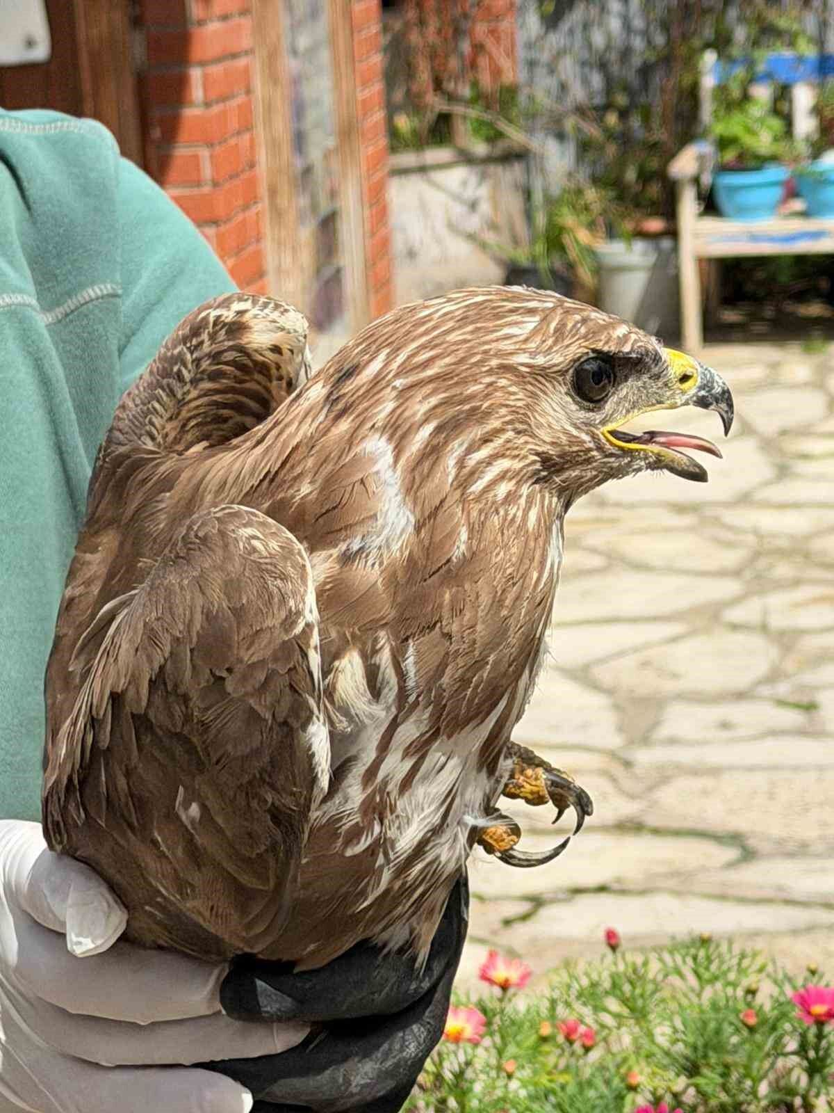 Kusadasinda Yarali Sahin Tedavisinin Ardindan Dogaya Birakildi 151Eb44Ad6D3805F76Fe0C3C20De5748