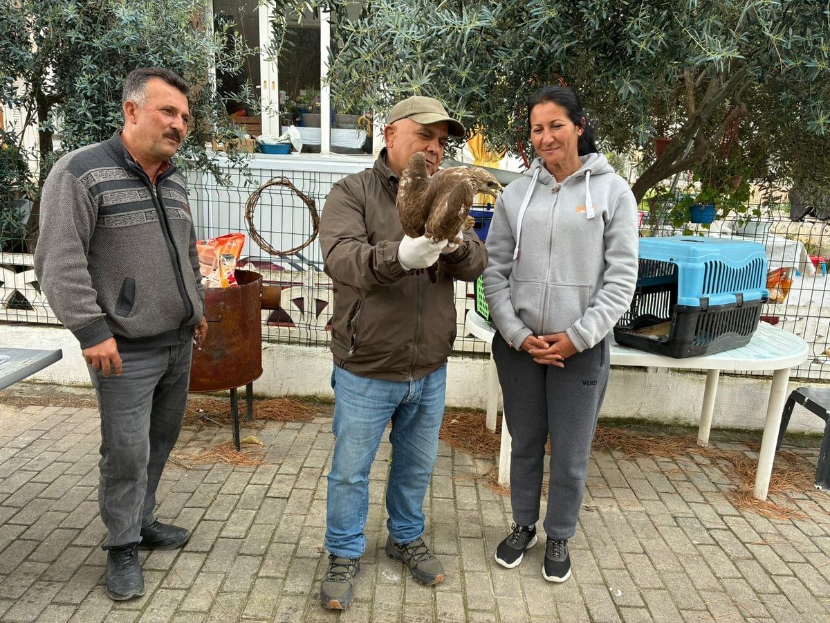 Kusadasinda Yarali Sahin Tedavisinin Ardindan Dogaya Birakildi 1Edb752F007913931982E6615D234F47