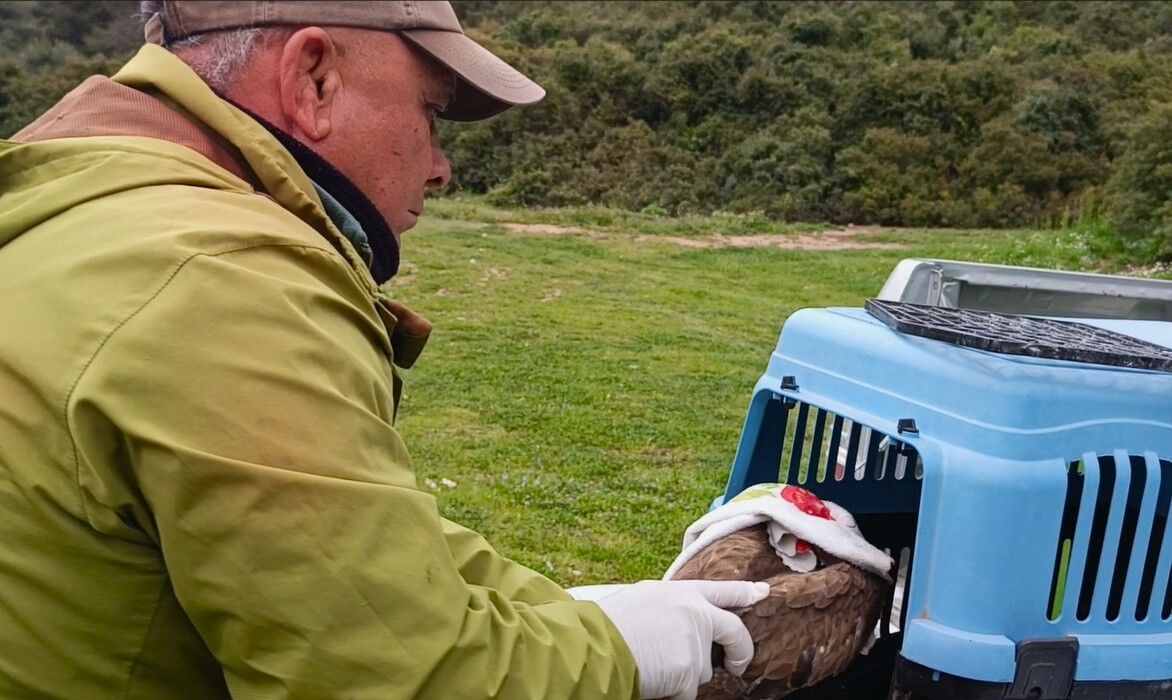 Kusadasinda Yarali Sahin Tedavisinin Ardindan Dogaya Birakildi 2Dad7E8Be85C6D662Ecae45A75A2Ed4B