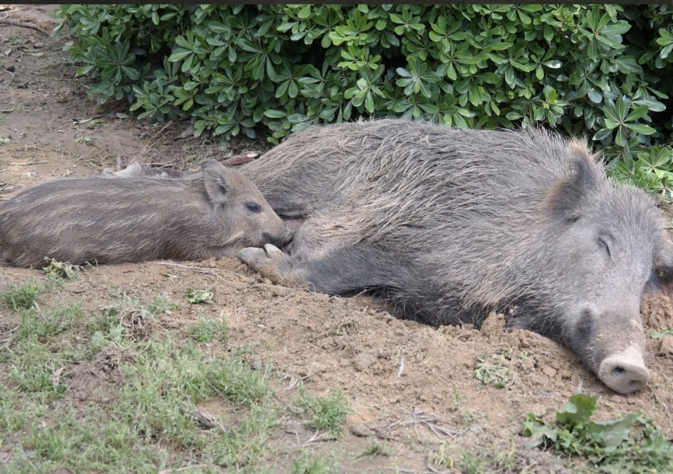 Kusadasinin Sempatik Sakinleri Kent Merkezine Indi 657972 714937