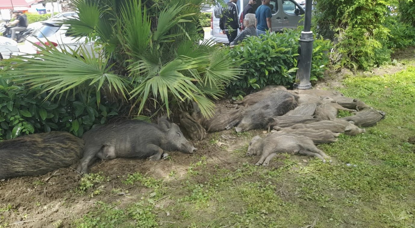 Kusadasinin Sempatik Sakinleri Kent Merkezine Indi 657972 Da9Eb4