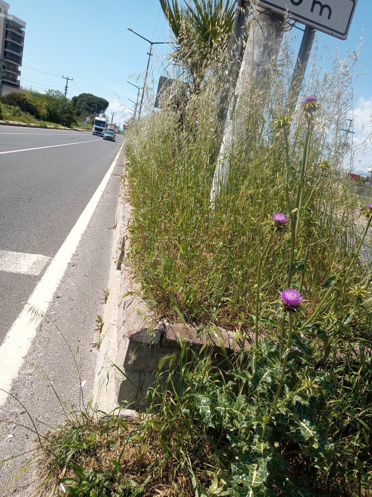 Nazilli Girisindeki Tehlike Yaratan Bakimsizlik Tepki Cekiyor 654188 3F056830C475D071Ec18Fb86F035C2Cb