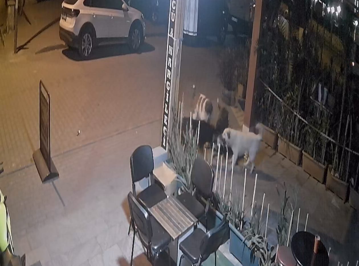 Nazilli Tedirgin Sokak Kopekleri Dehset Saciyor 654777 Be8Eff