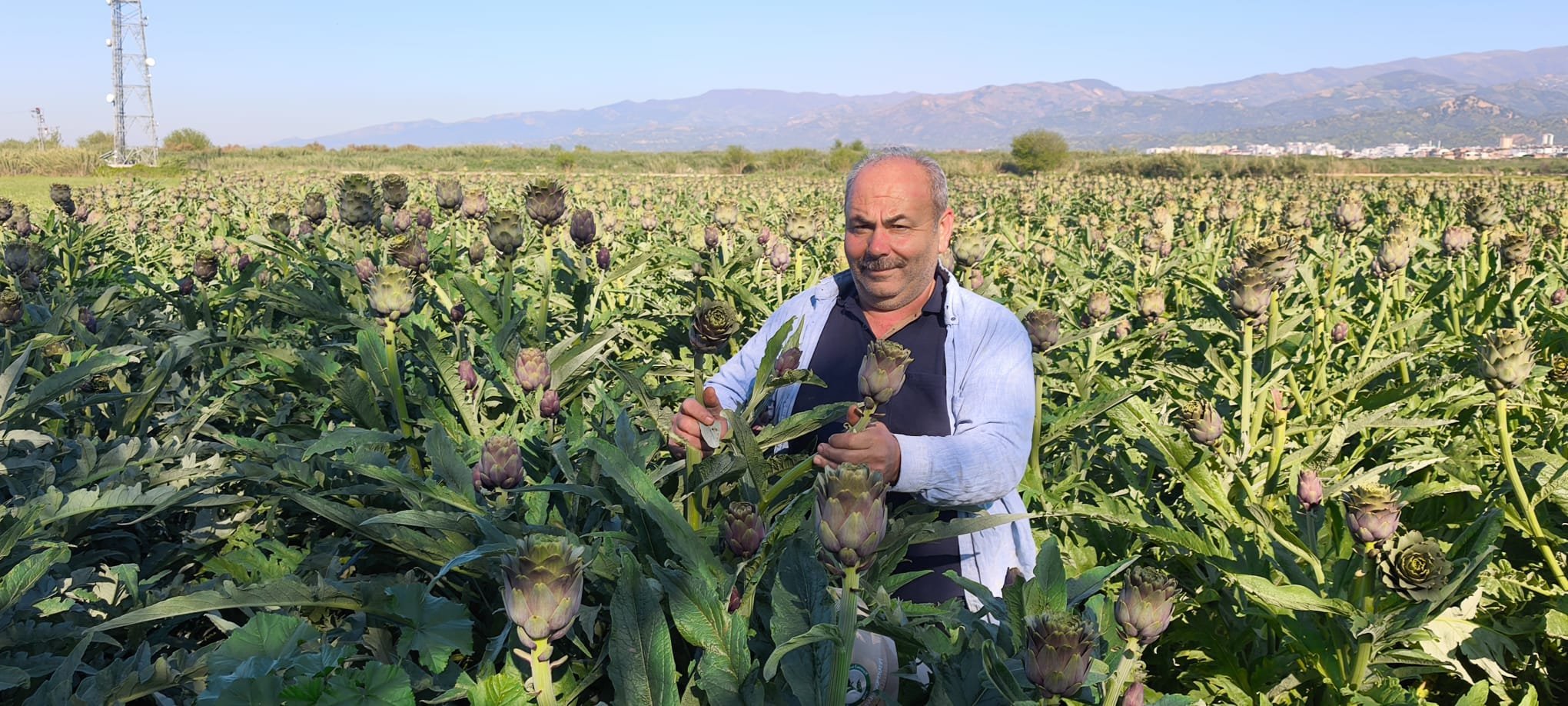 Nazillide Bir Ilk Kibris Enginari Verimli Topraklarda Yetisi 656065 24Bb90