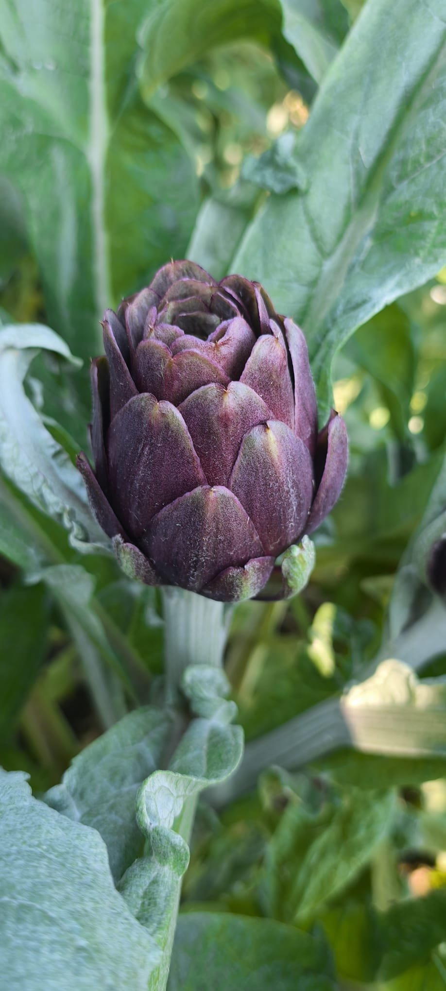 Nazillide Bir Ilk Kibris Enginari Verimli Topraklarda Yetisi 656065 423Fe8