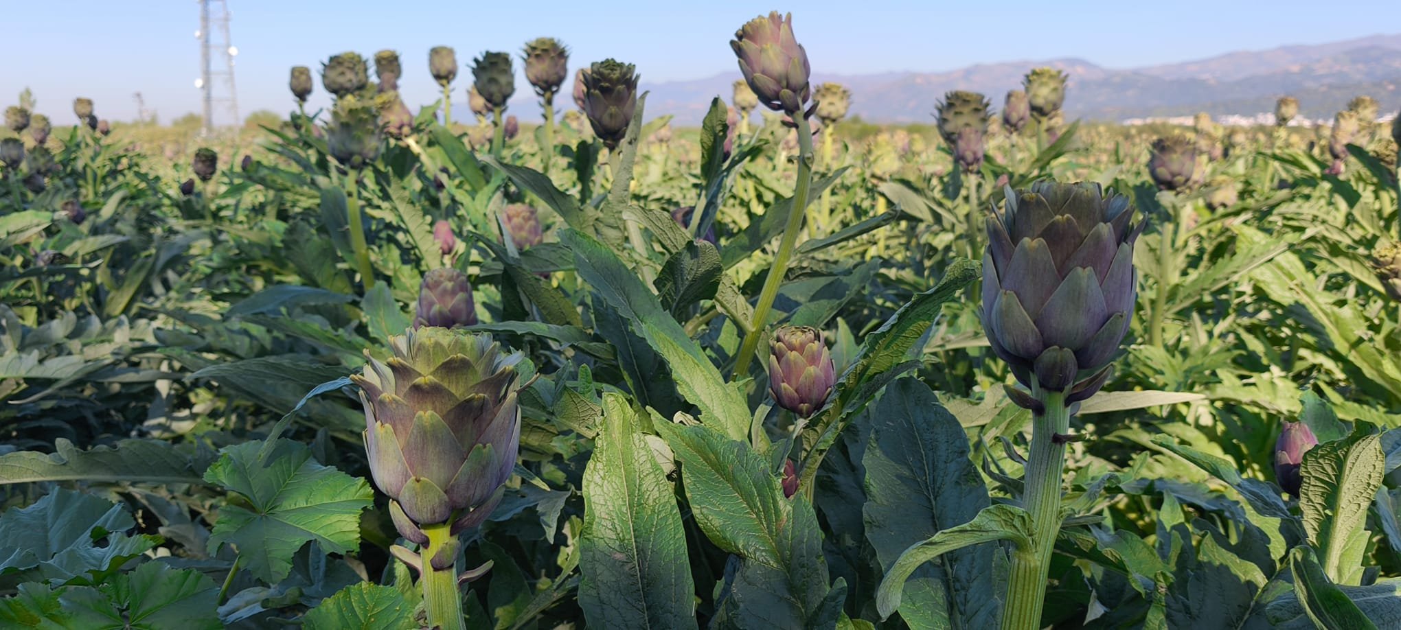 Nazillide Bir Ilk Kibris Enginari Verimli Topraklarda Yetisi 656065 D90452