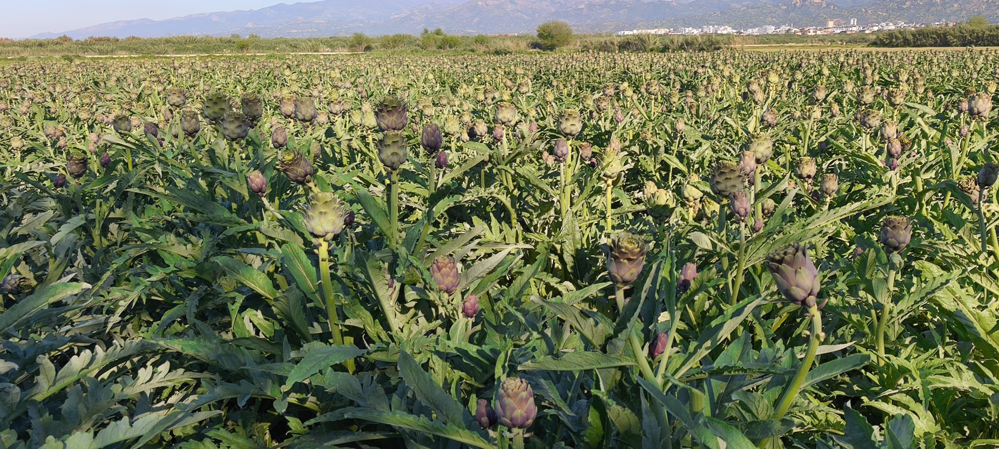 Nazillide Bir Ilk Kibris Enginari Verimli Topraklarda Yetisi 656065 F8C811