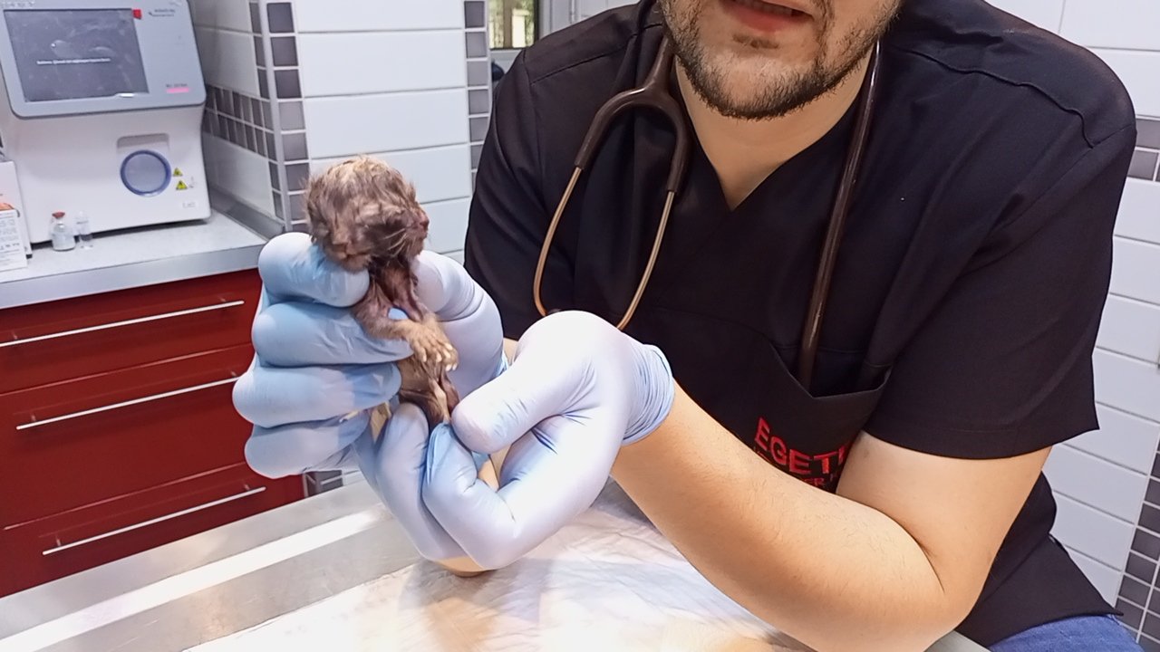 Nazillide Mucize Dogum Cift Basli Kedi Dunyaya Geldi 655703 34B5F6