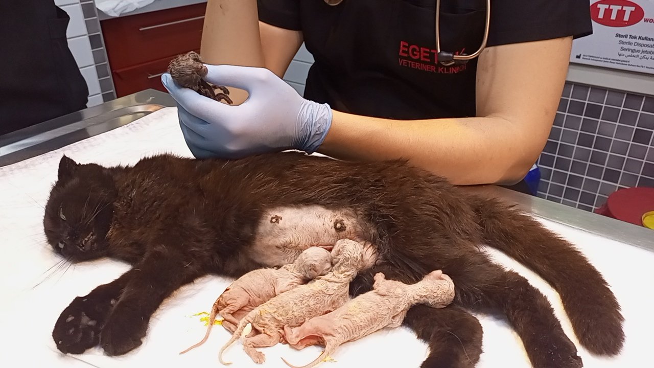 Nazillide Mucize Dogum Cift Basli Kedi Dunyaya Geldi 655703 6Bde38