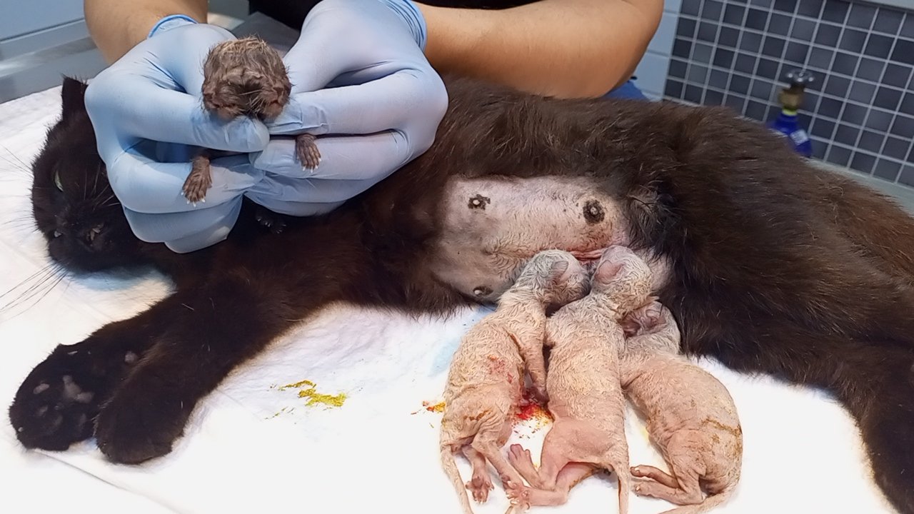 Nazillide Mucize Dogum Cift Basli Kedi Dunyaya Geldi 655703 8Bf943