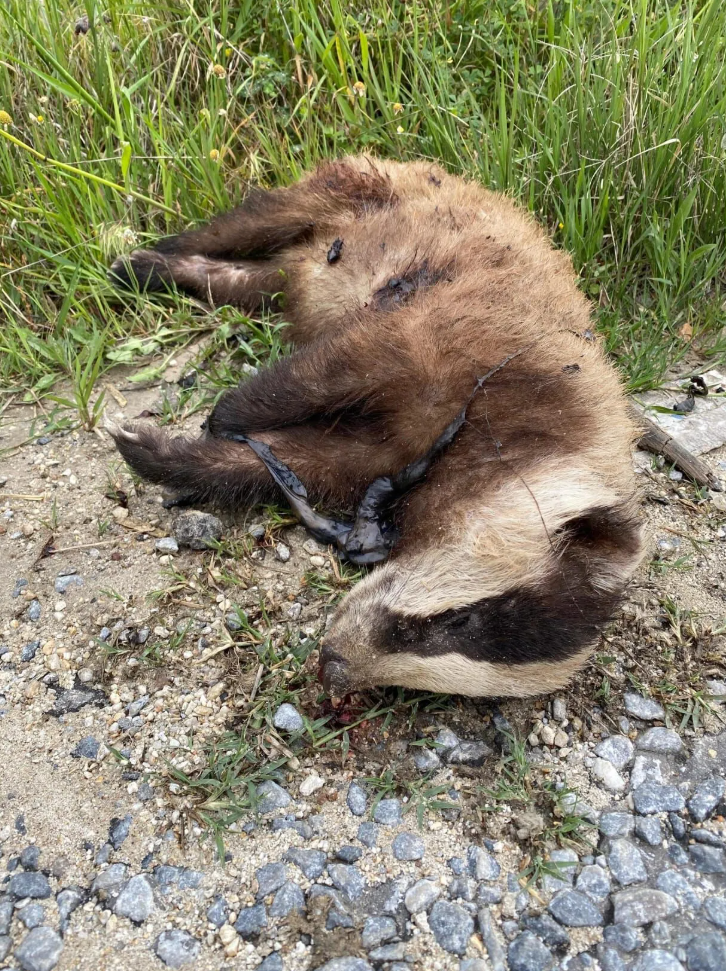 Nazillide Vahset Ne Istediniz O Masumdan 656916 7A896D