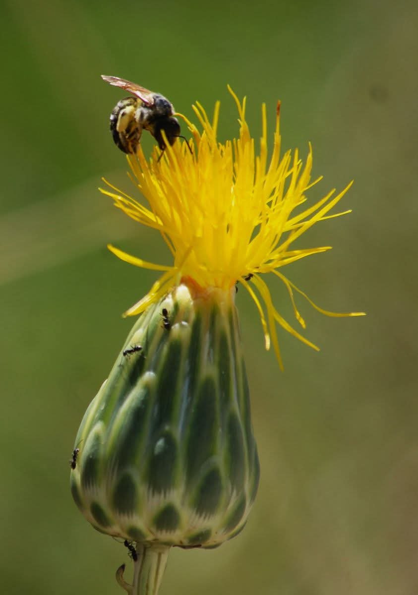 Sahip Cikmazsak Tulusahi Kaybedecegiz 652521 432F00Bd2Ec32E5B645735E7A8259510