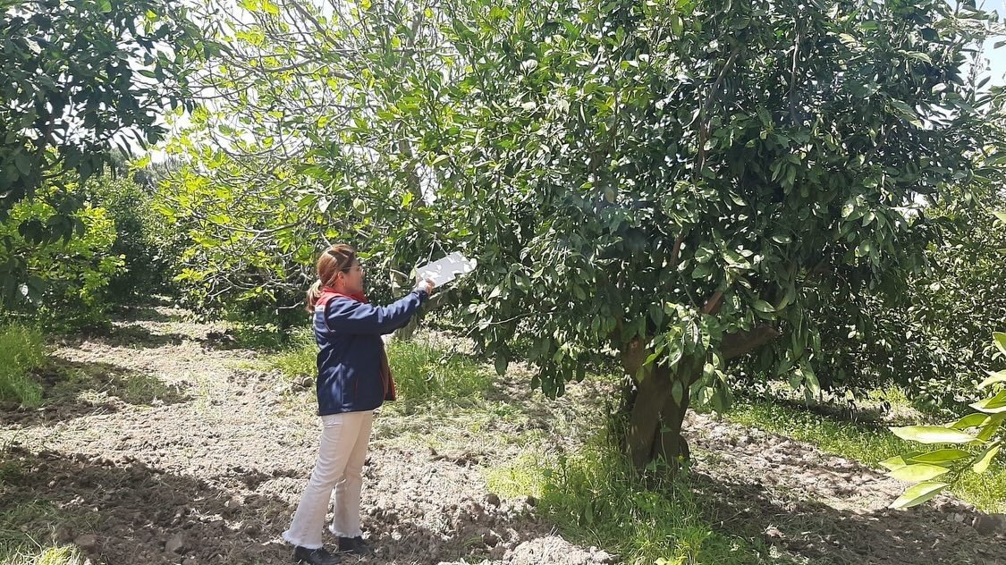 Tarim Arazilerinde Hastalik Ve Zararli Mesaisi 1776153902922 387578