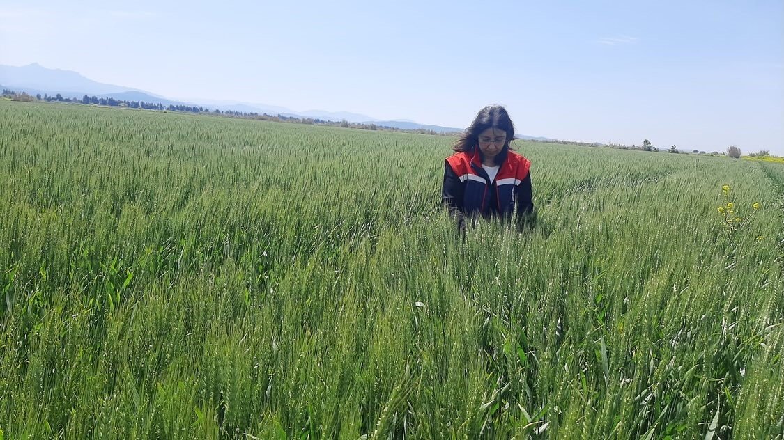 Tarim Arazilerinde Hastalik Ve Zararli Mesaisi 1776153904068 329216