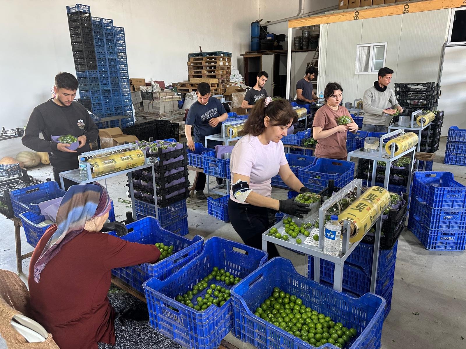 Turkiyenin Ilk Kullu Papaz Erigi Incirliovadan 657822 26E781