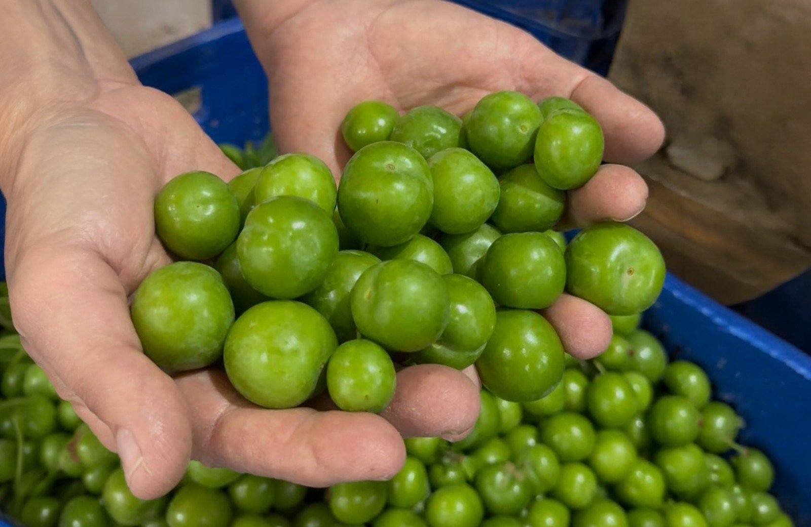 Turkiyenin Ilk Kullu Papaz Erigi Incirliovadan 657822 Bdd677