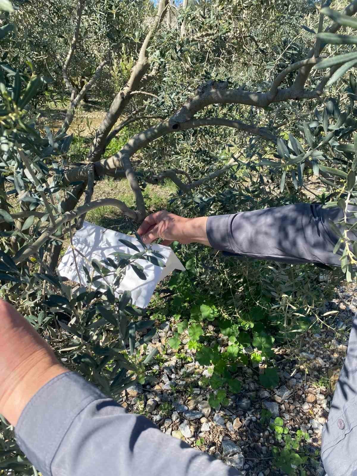 Zeytin Guvesine Karsi Tuzak Kurulumlari Basladi 0Ee9997867034A5Ec8Adf66687Fc8Fe2