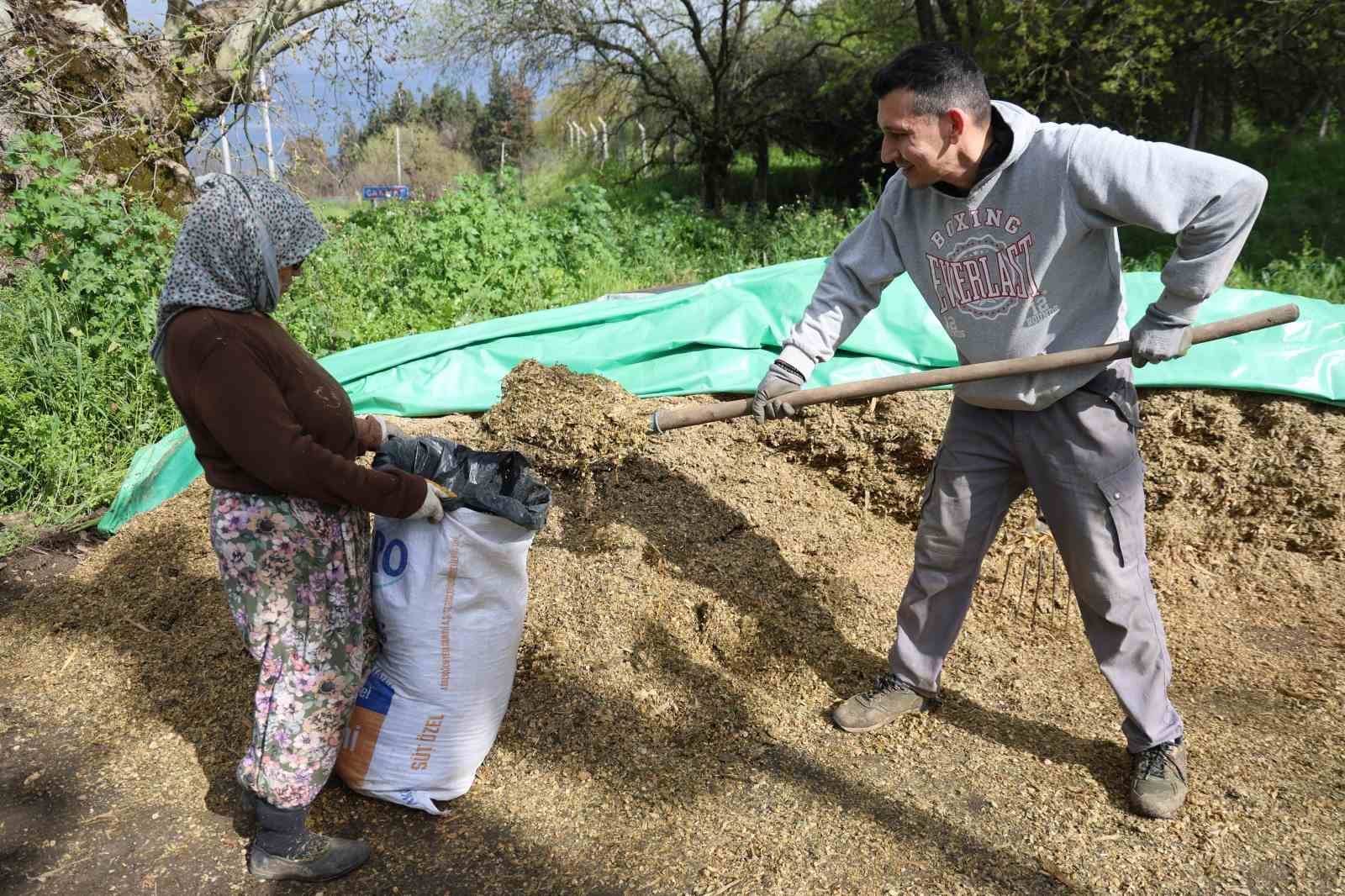 Aydin Da Bahar Bereketi Yagislar Hayvancilik Sektorune Yaradi 1778051702200 480961