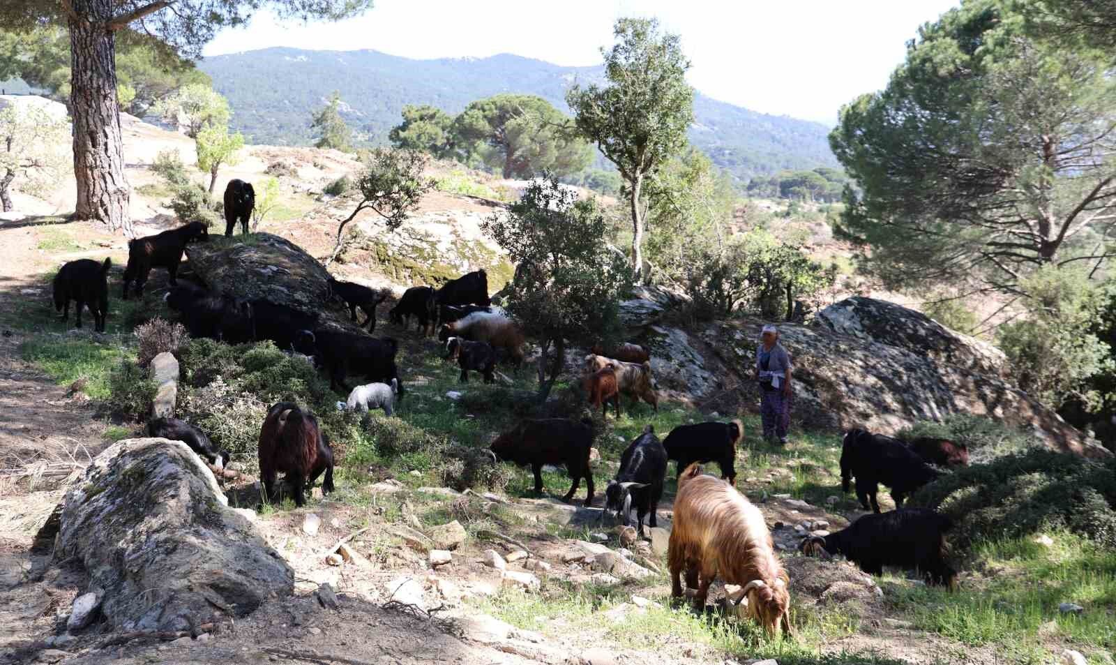 Besparmak Daglari Nda Cobanligi Terk Etmeyen Sadece Rukiye Baci Kaldi 1780126203911 644122